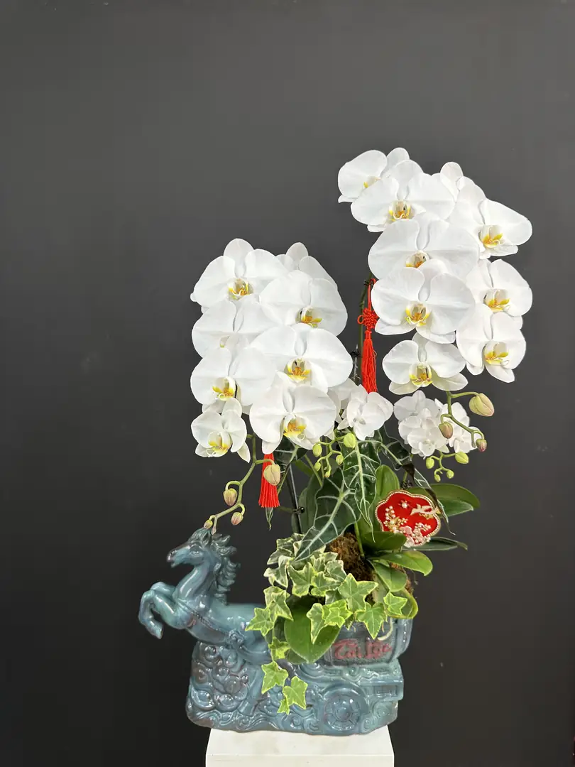 Chậu lan hồ điệp trắng chậu gốm hình ngựa — góc khác