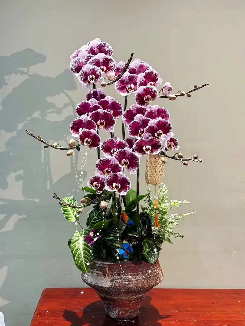Chậu lan hồ điệp tím chậu gốm men - Ảnh 1
