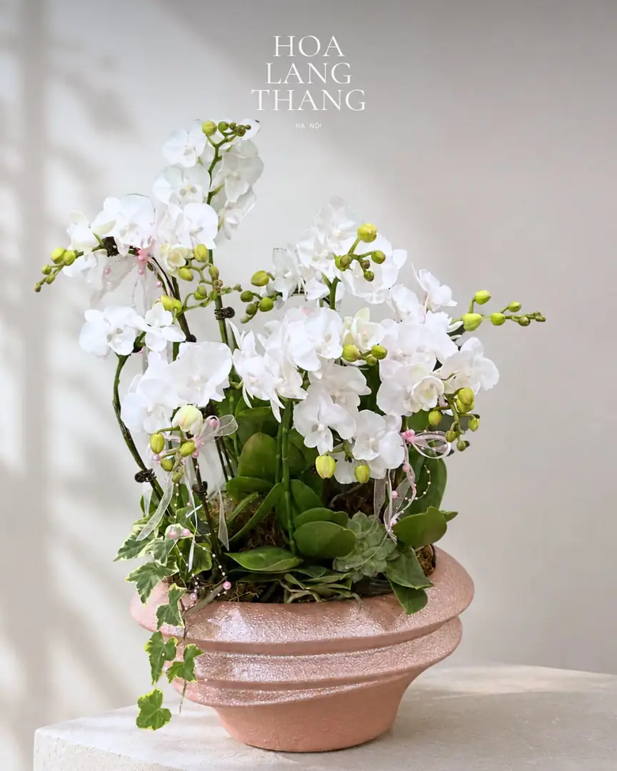 Chậu lan hồ điệp trắng chậu gốm hồng - Ảnh 1