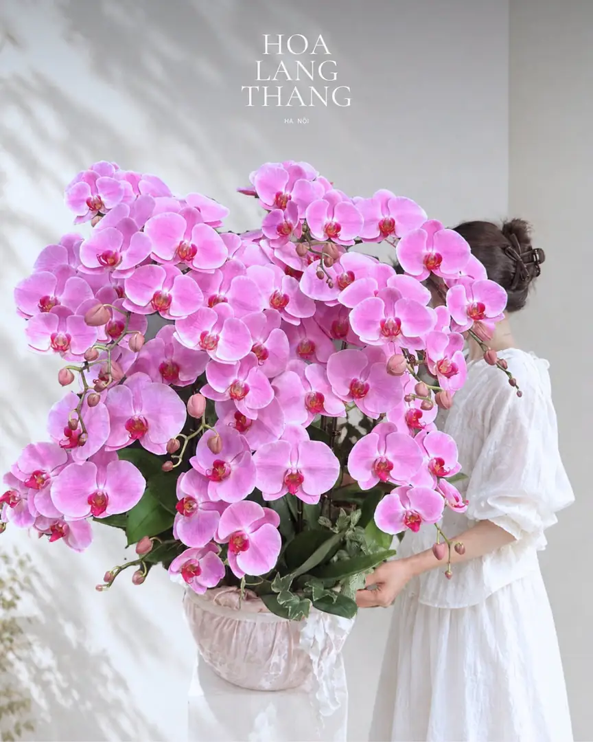 Chậu lan hồ điệp hồng cỡ đại - Ảnh 1