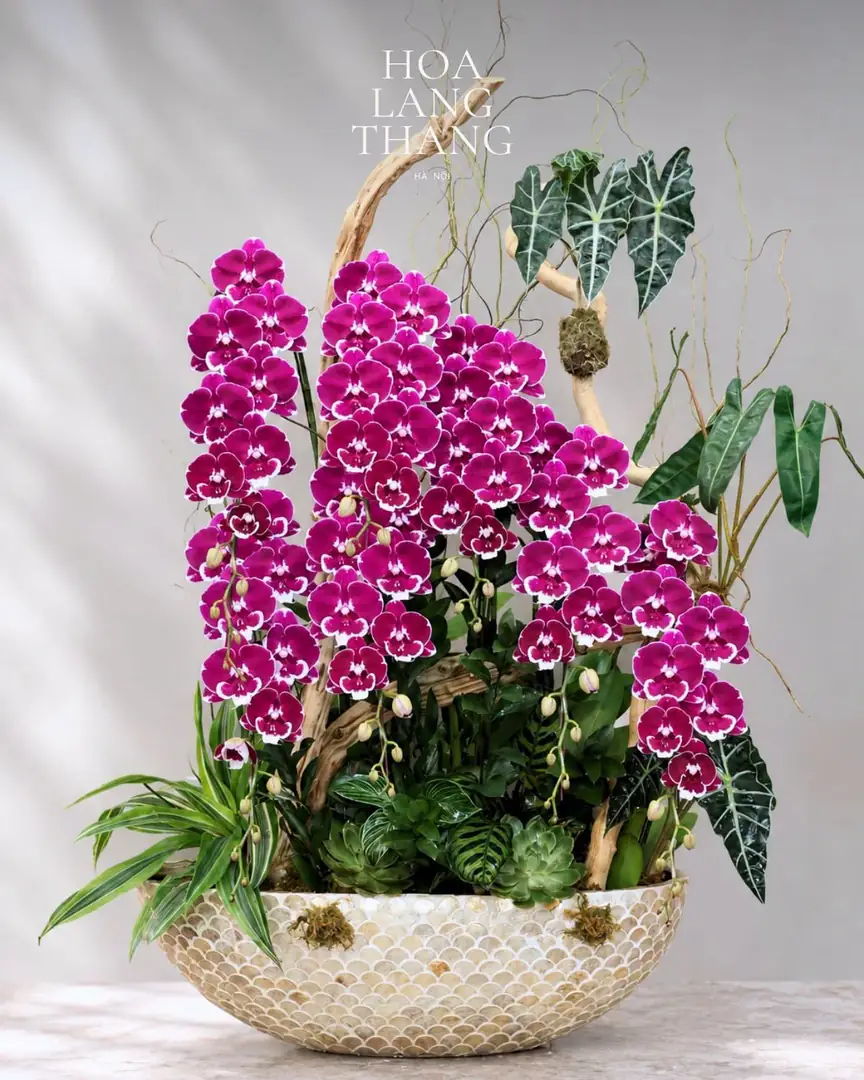 Chậu lan hồ điệp tím thế nghệ thuật