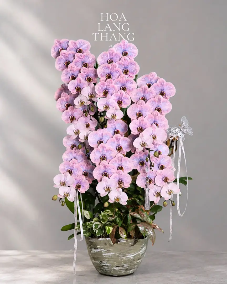 Chậu lan hồ điệp hồng phấn dáng thác