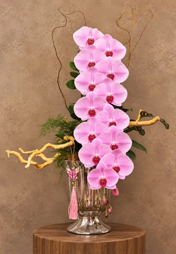 Bình lan hồ điệp hồng thế cành gỗ