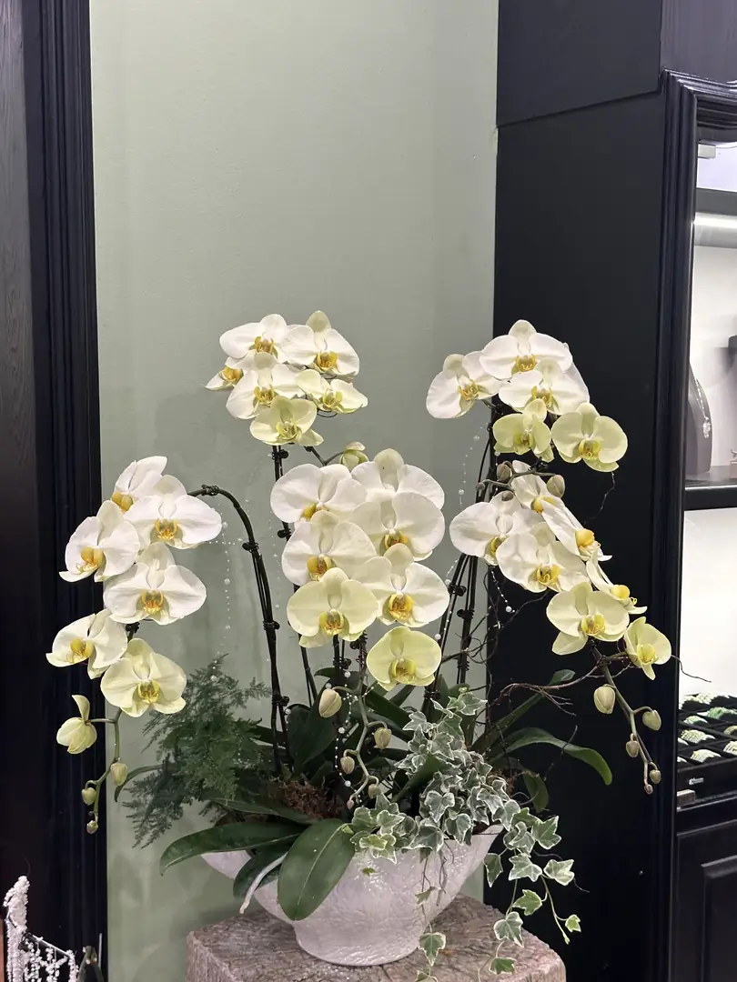 Chậu lan hồ điệp vàng 5 cành