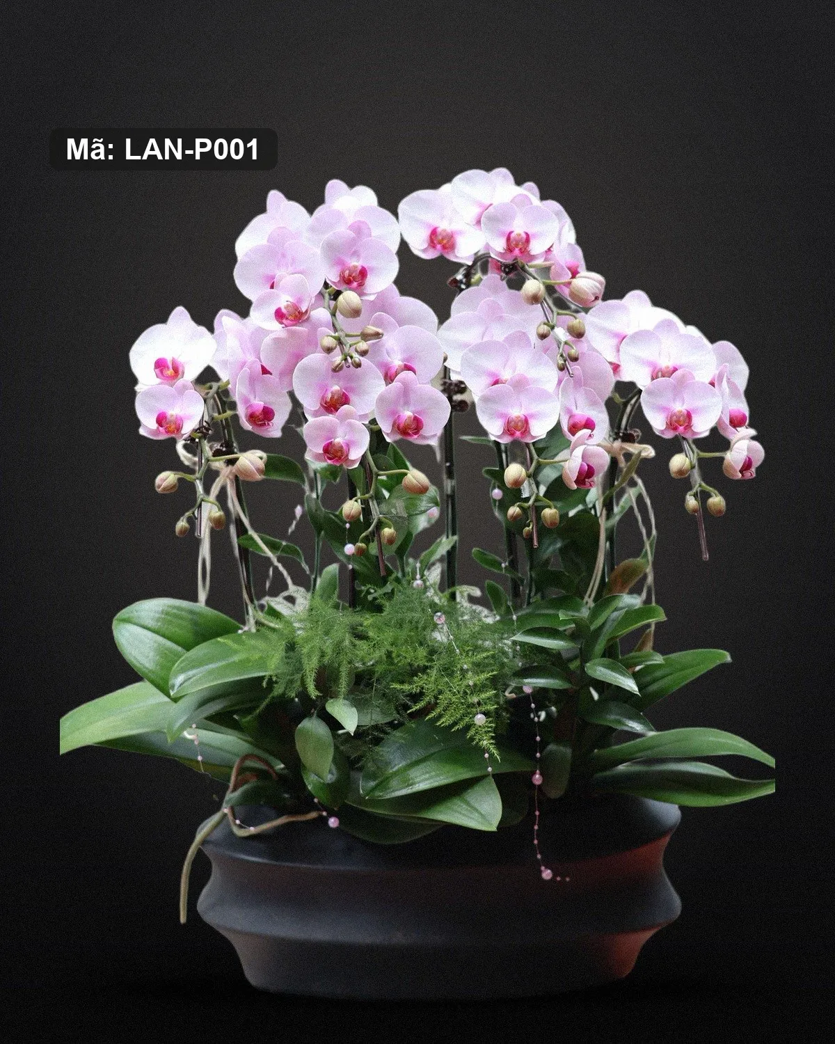 Chậu lan hồ điệp hồng phấn — LAN-P001