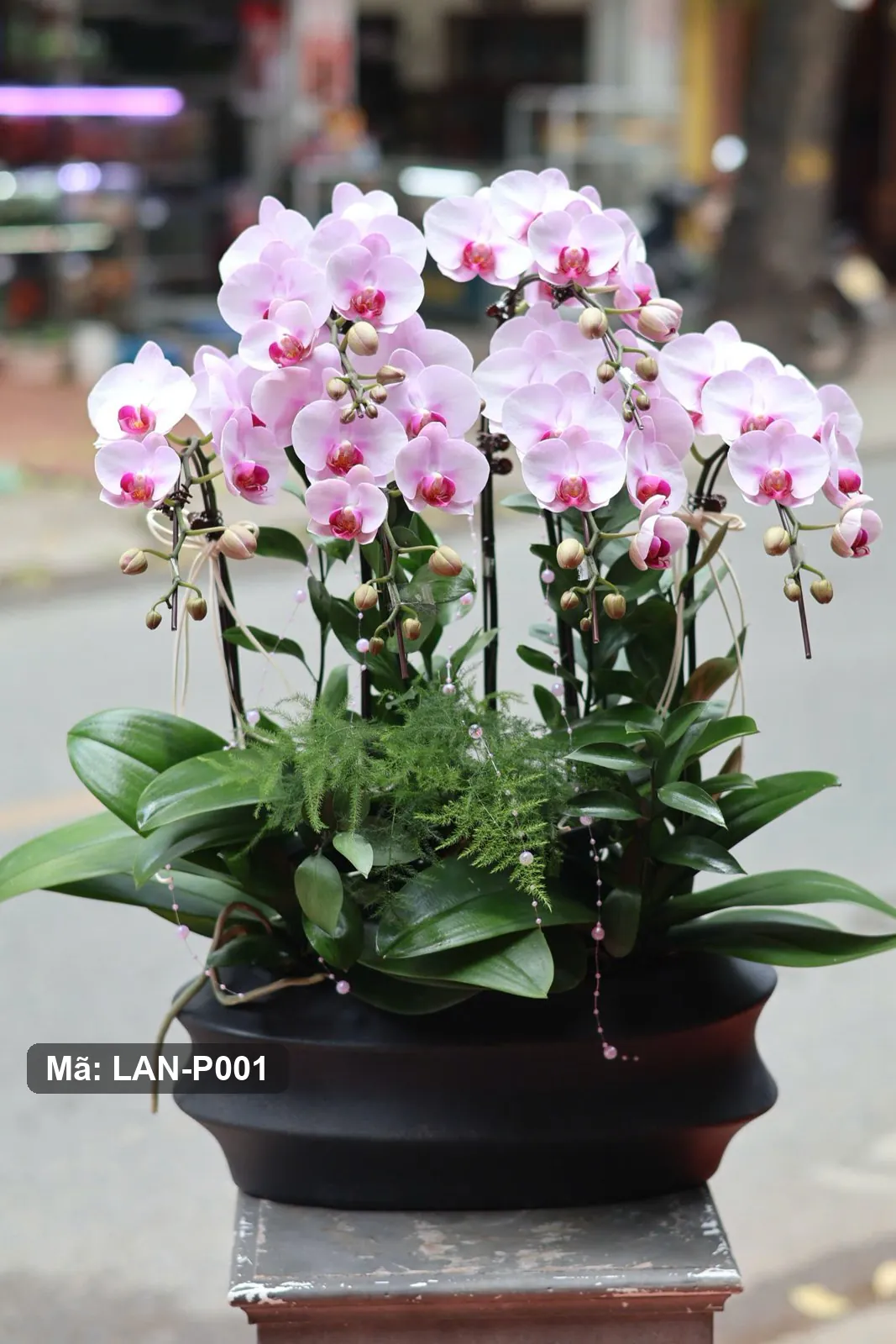Chậu lan hồ điệp hồng phấn — LAN-P001 - Thumbnail 2