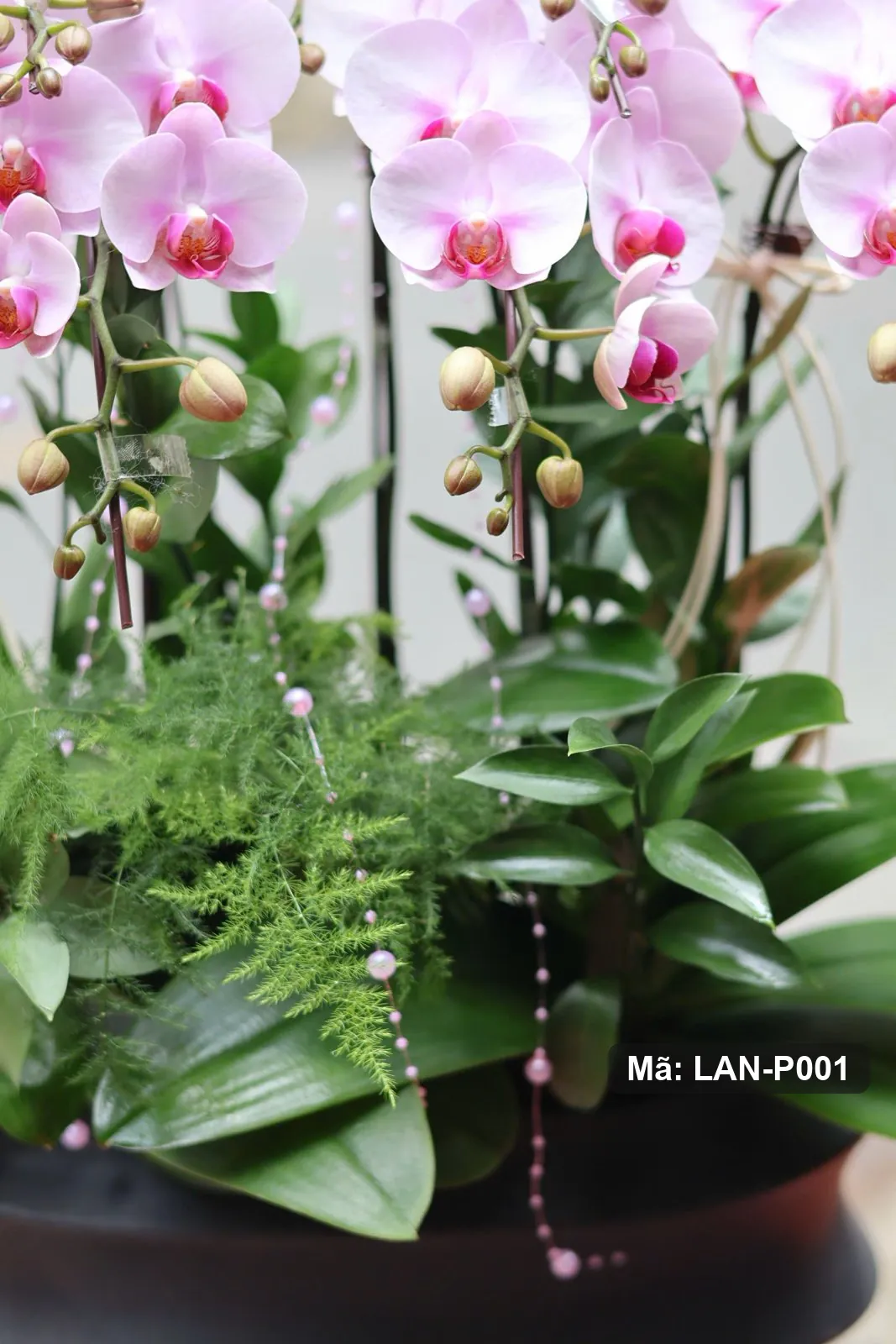 Chậu lan hồ điệp hồng phấn — LAN-P001 - Thumbnail 3