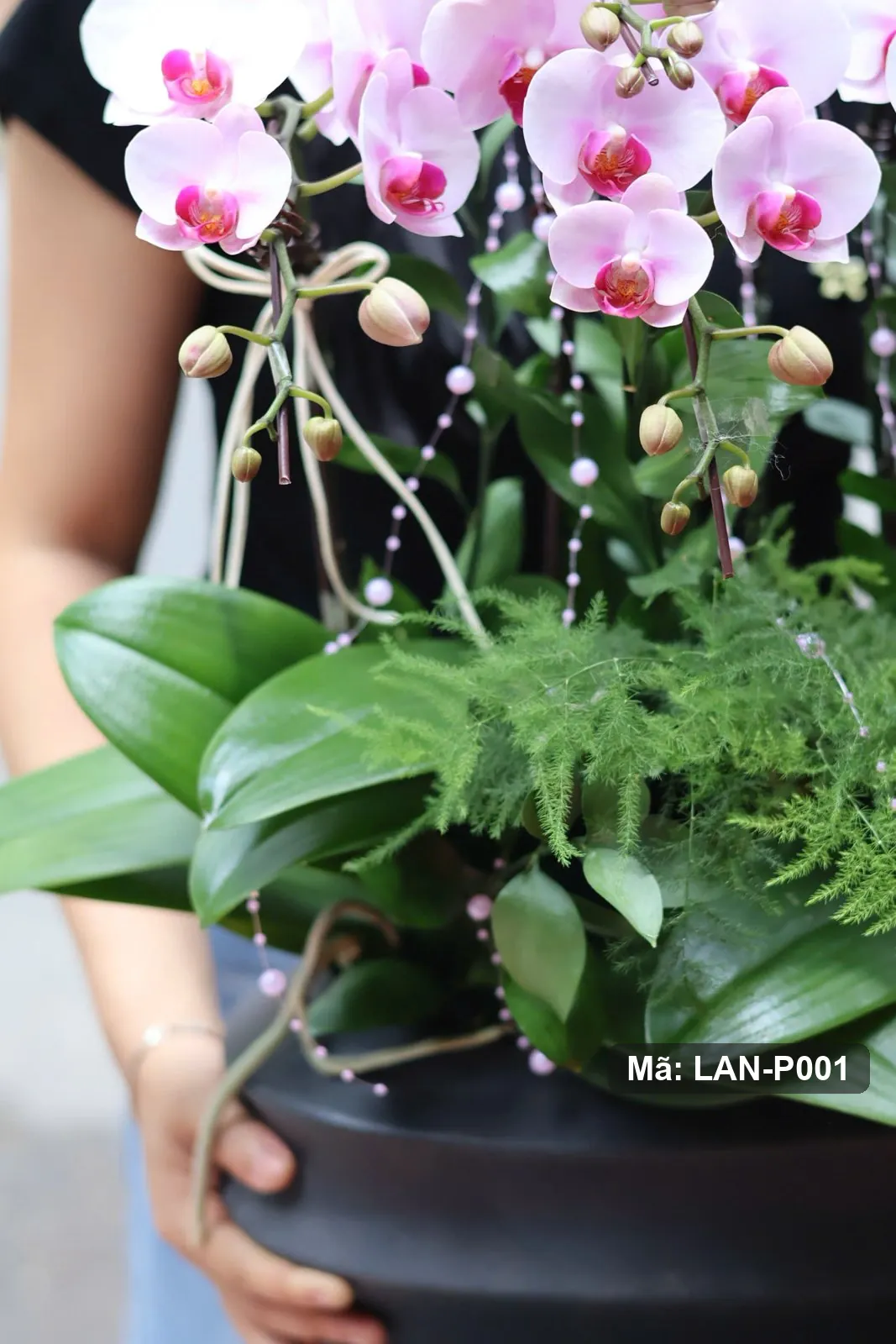 Chậu lan hồ điệp hồng phấn — LAN-P001 - Thumbnail 4