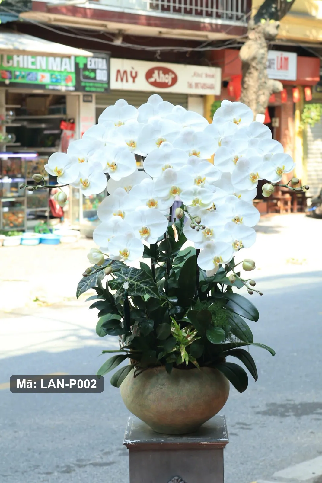 Chậu lan hồ điệp trắng — LAN-P002 - Thumbnail 2