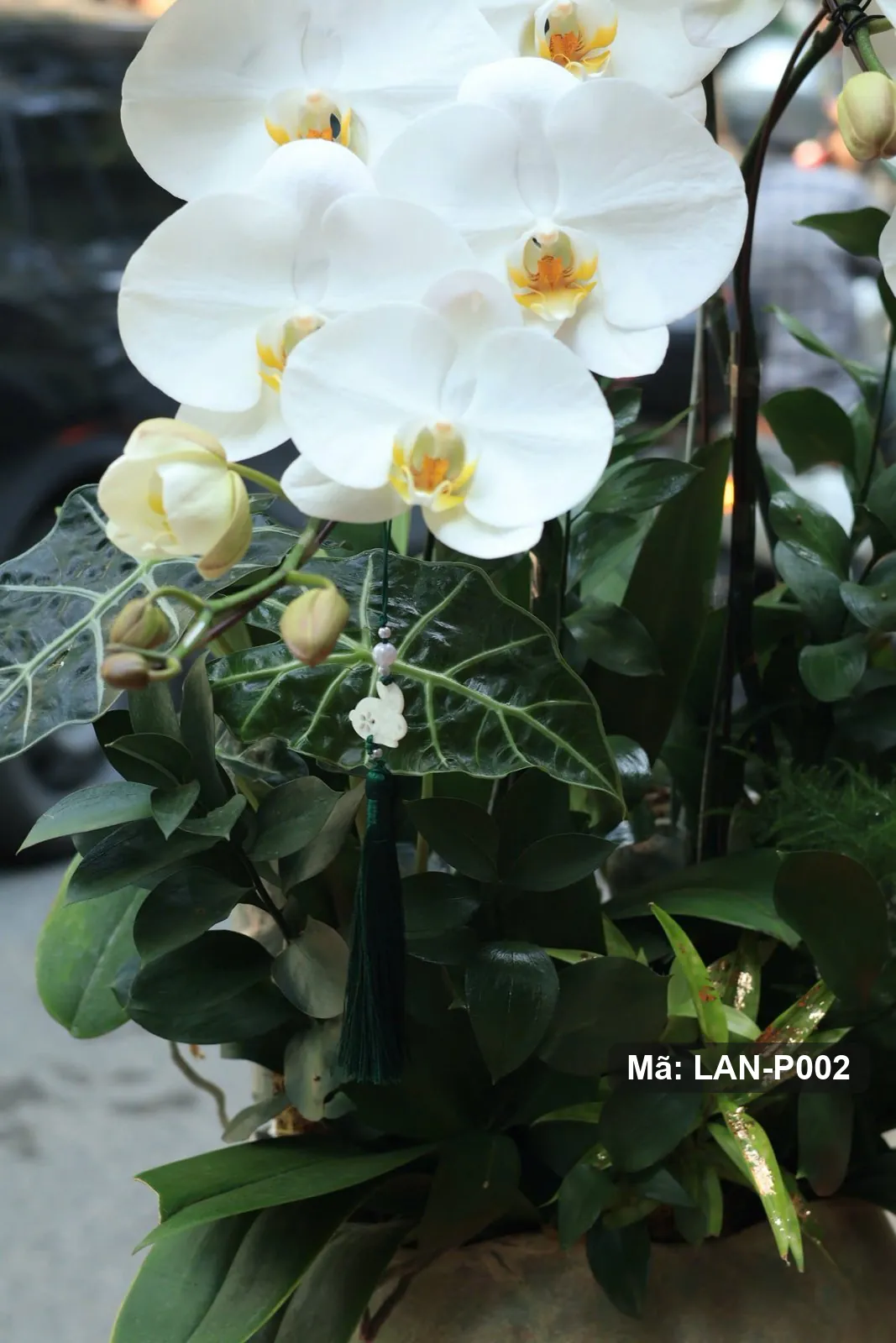 Anggrek phalaenopsis putih dalam pot — LAN-P002 3