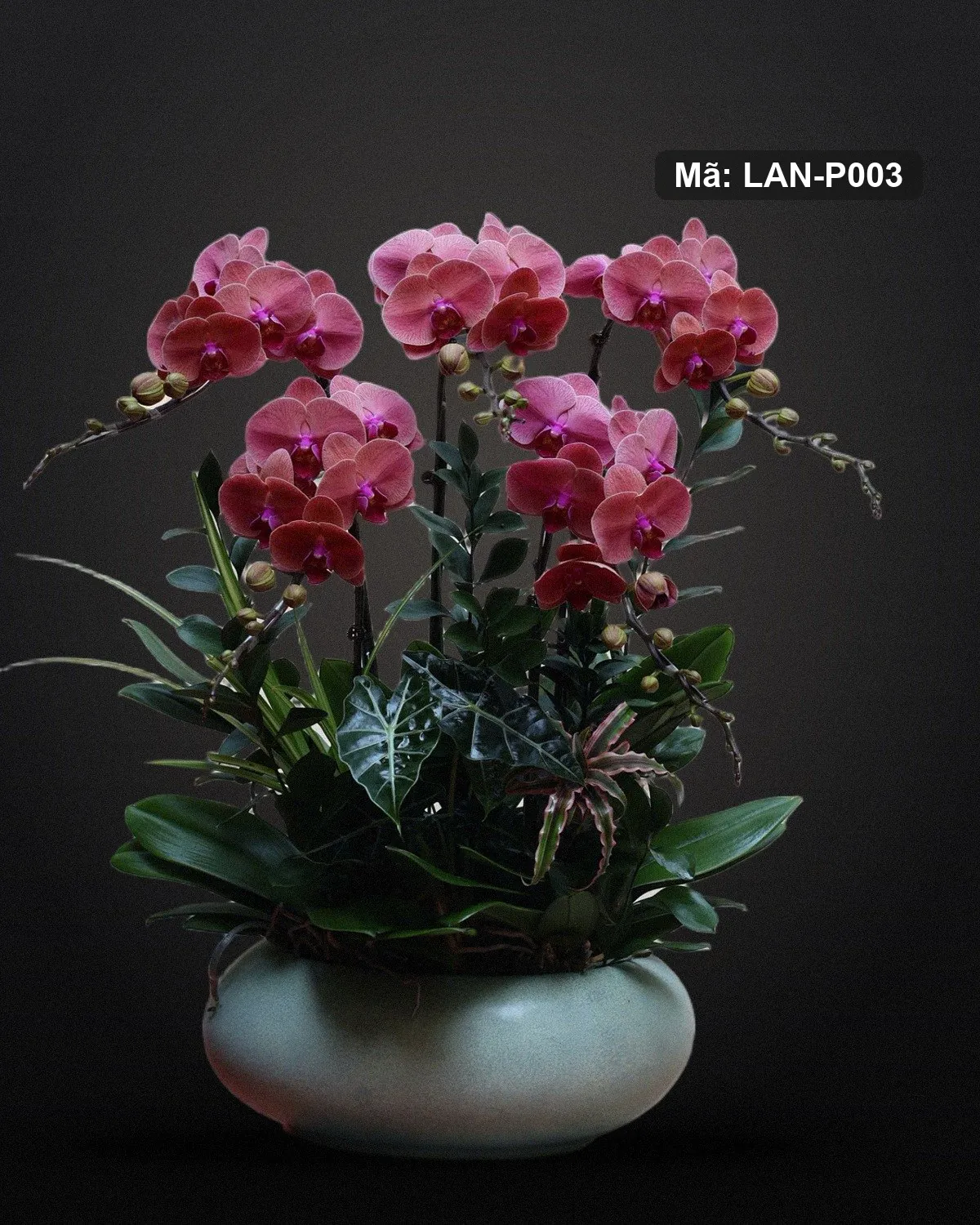 Chậu lan hồ điệp đỏ rượu — LAN-P003 - Ảnh 1
