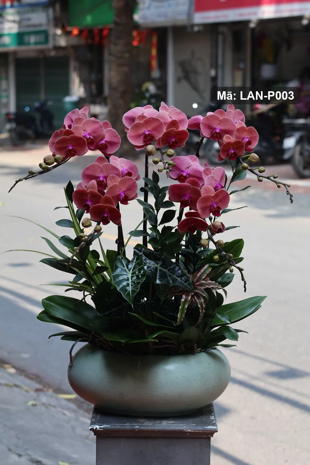 Pot anggrek phalaenopsis merah anggur – LAN-P003 2
