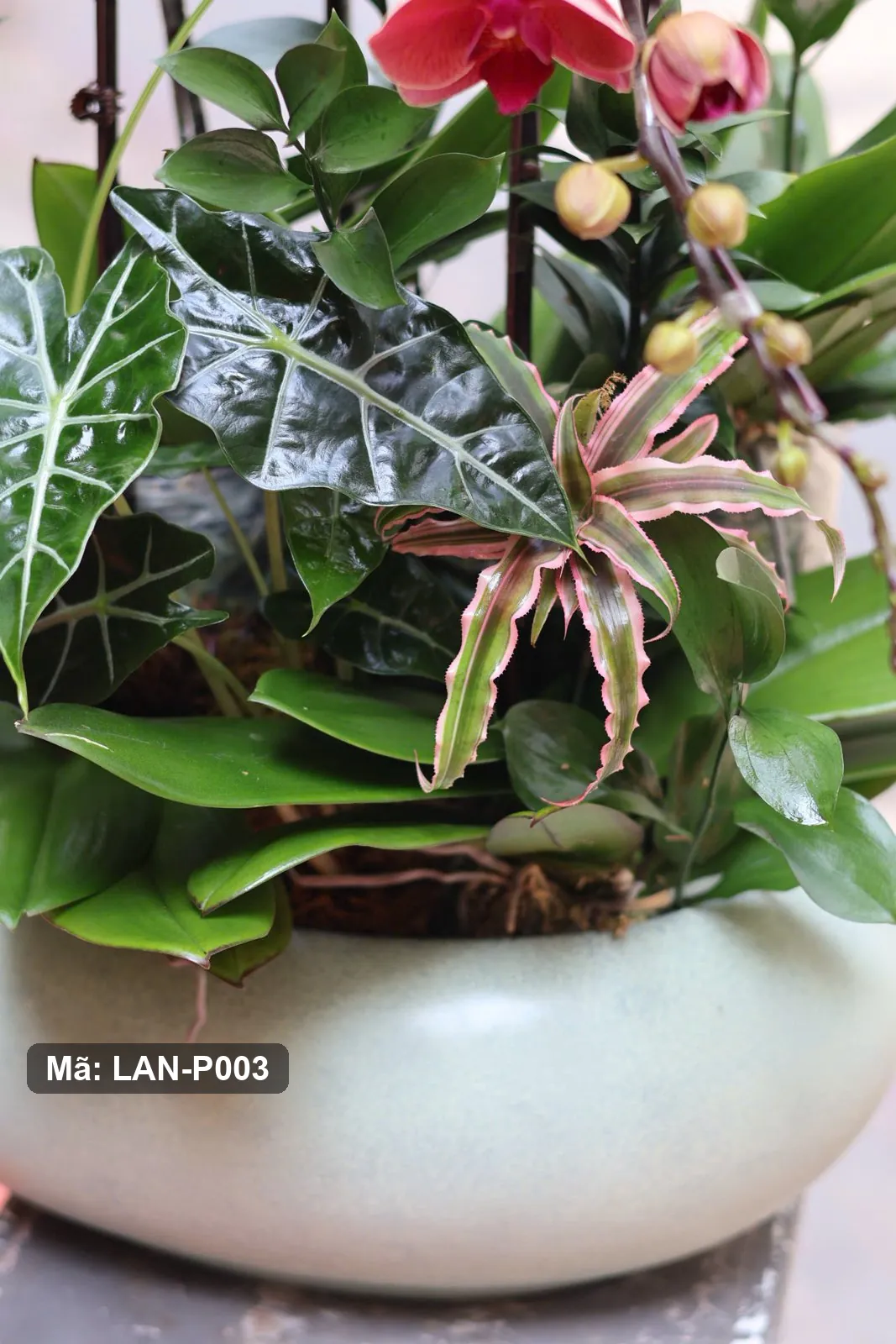 Pot anggrek phalaenopsis merah anggur – LAN-P003 3