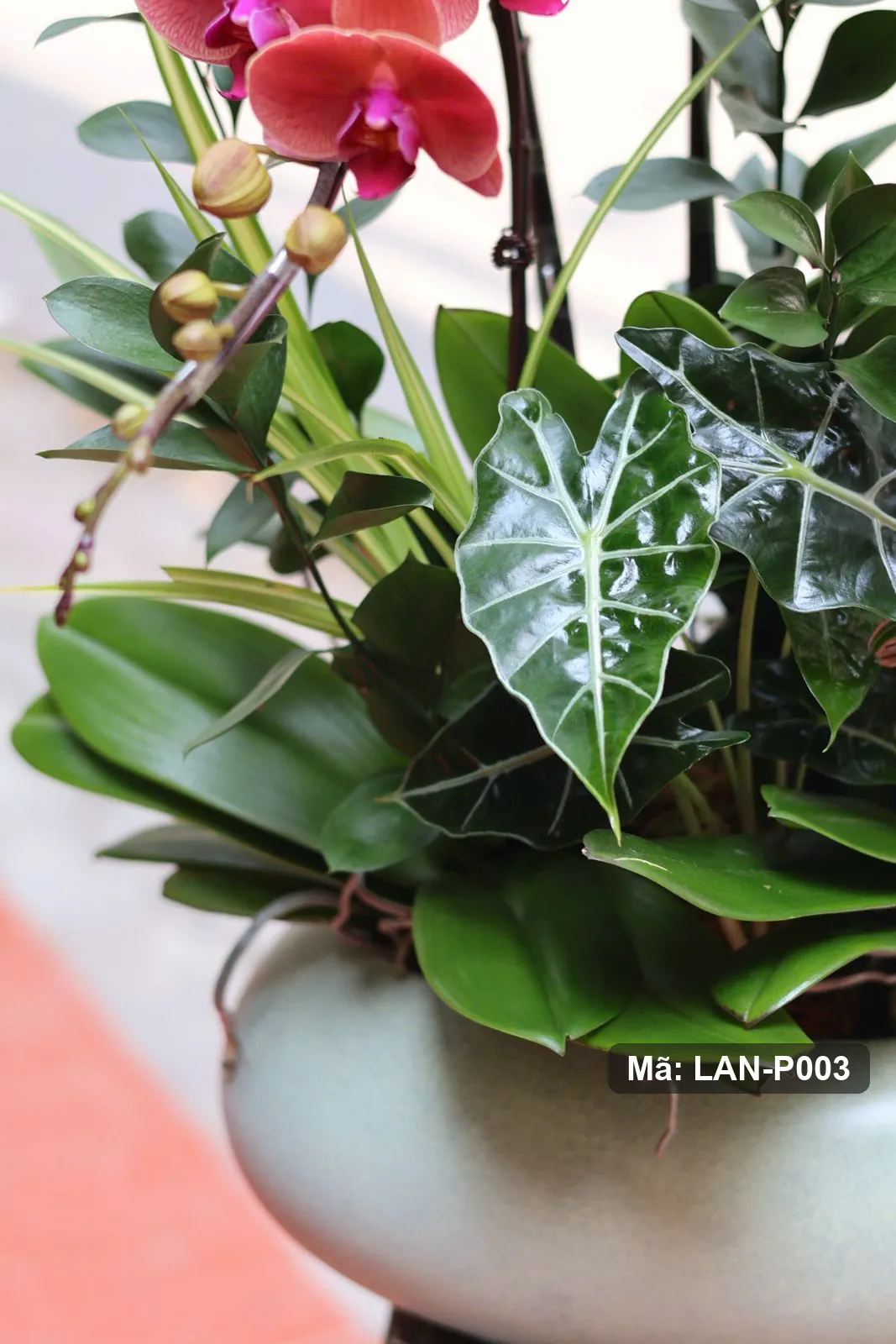 Chậu lan hồ điệp đỏ rượu — LAN-P003 - Thumbnail 4