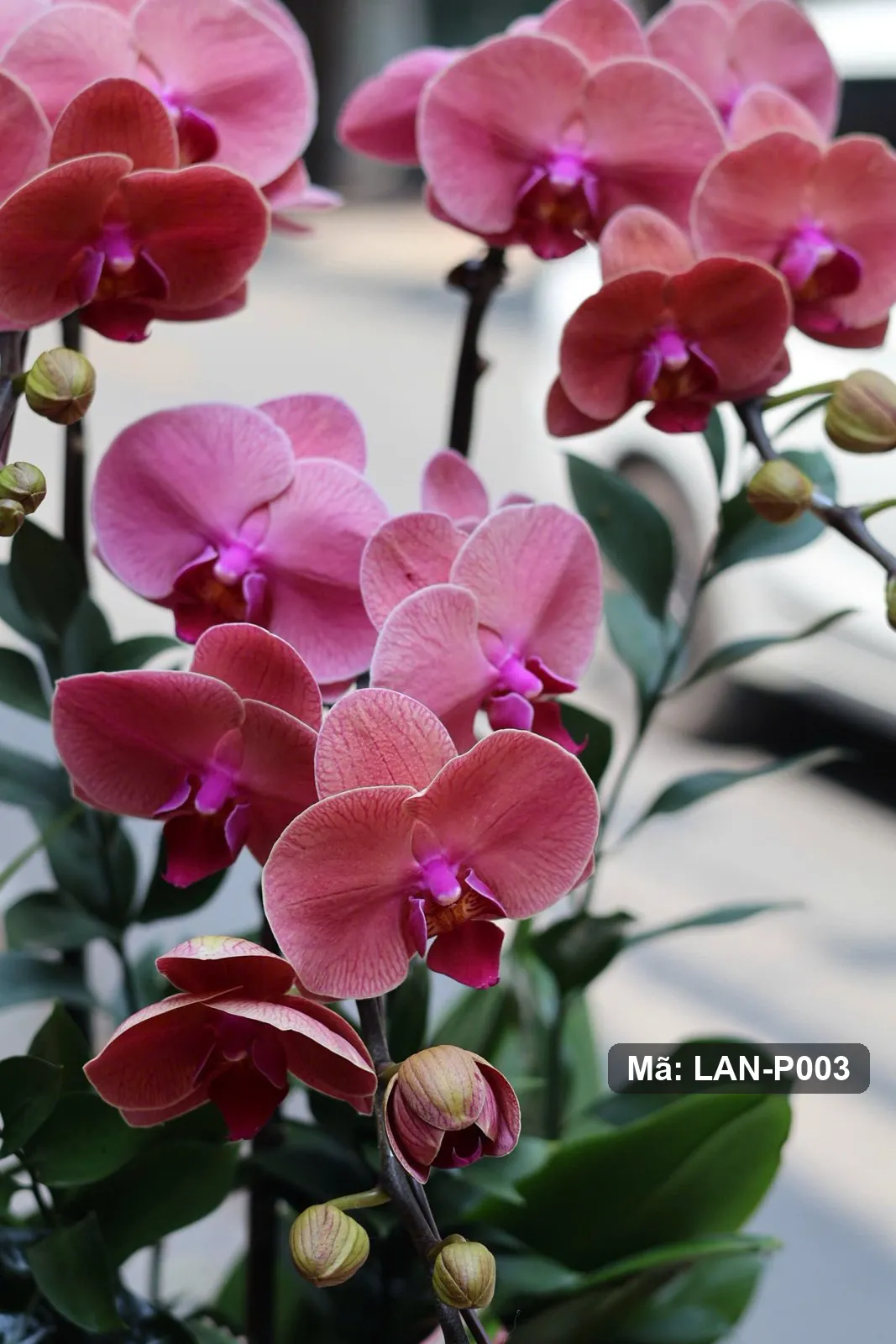 Chậu lan hồ điệp đỏ rượu — LAN-P003 - Thumbnail 5