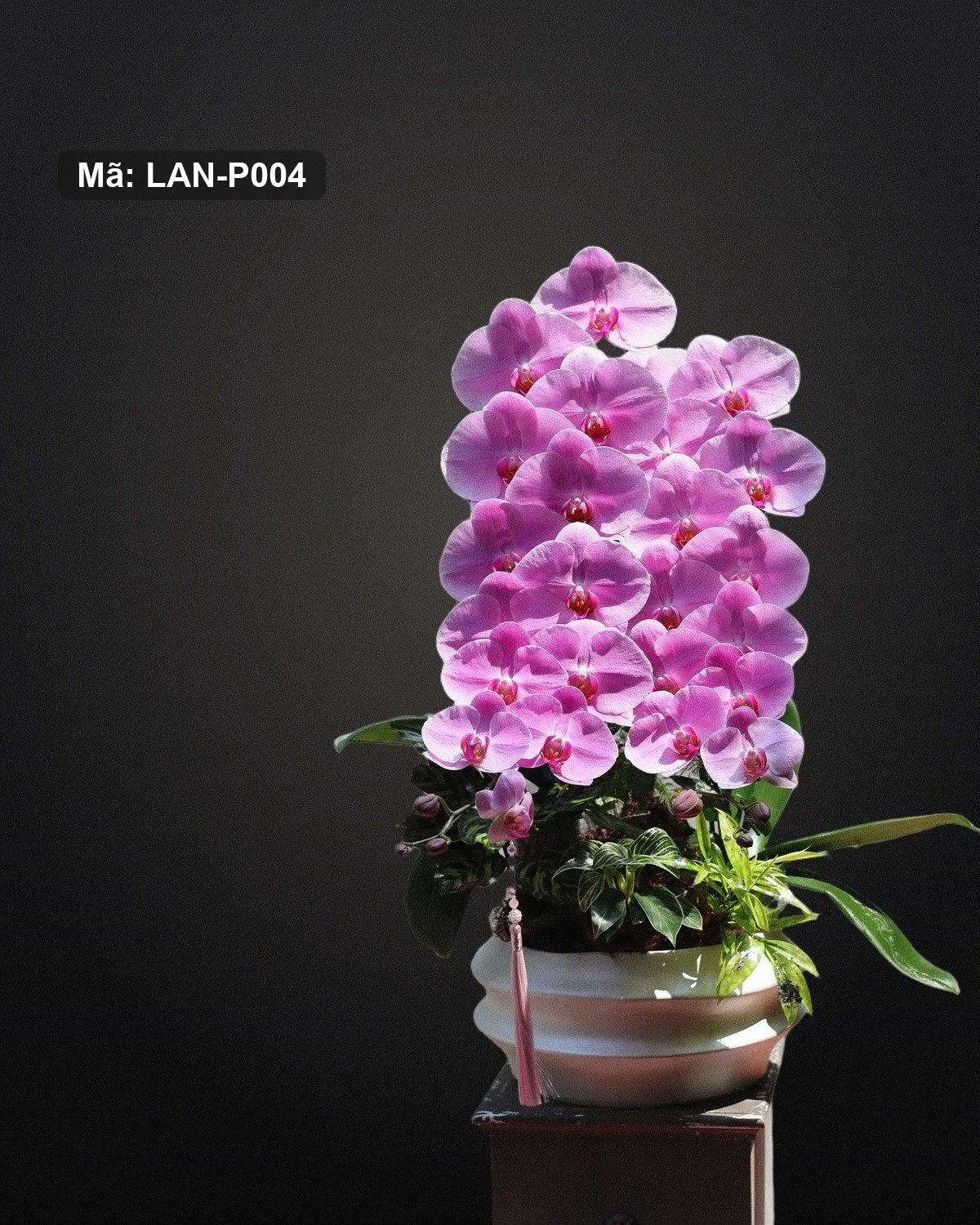 Chậu lan hồ điệp hồng tím — LAN-P004