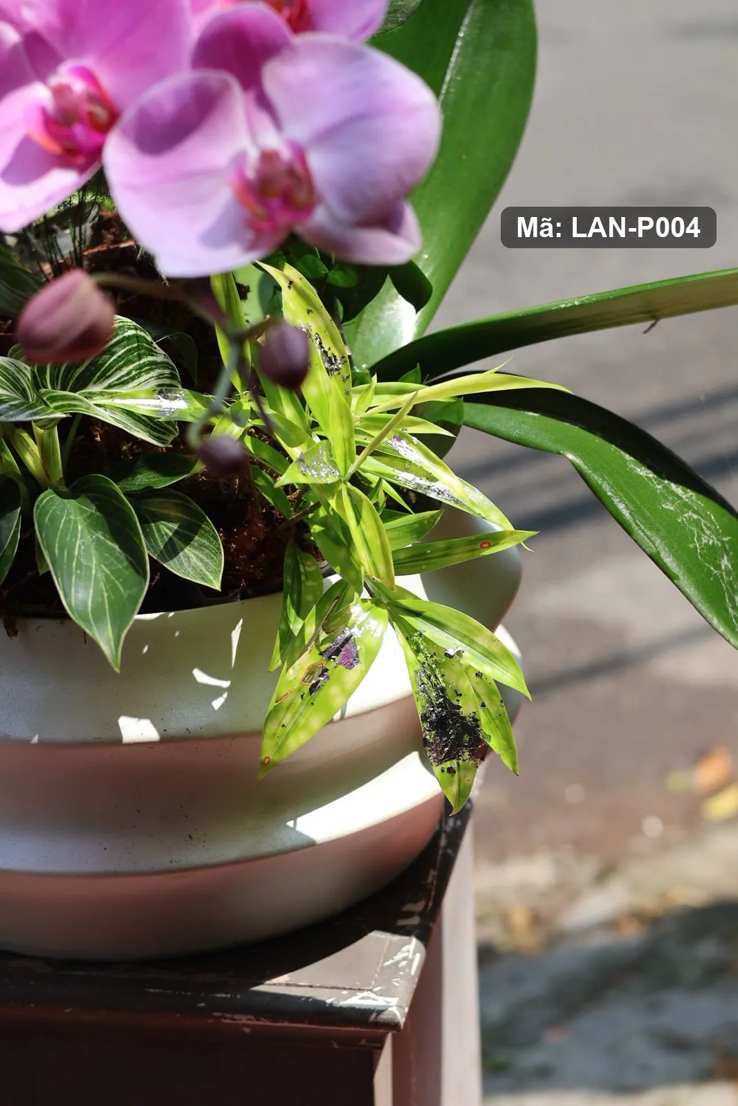 Pot bunga anggrek Phalaenopsis merah muda-ungu — LAN-P004 3