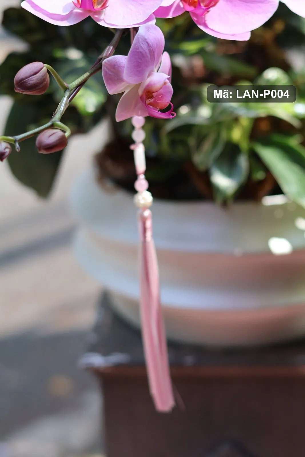 Chậu lan hồ điệp hồng tím — LAN-P004 - Thumbnail 4