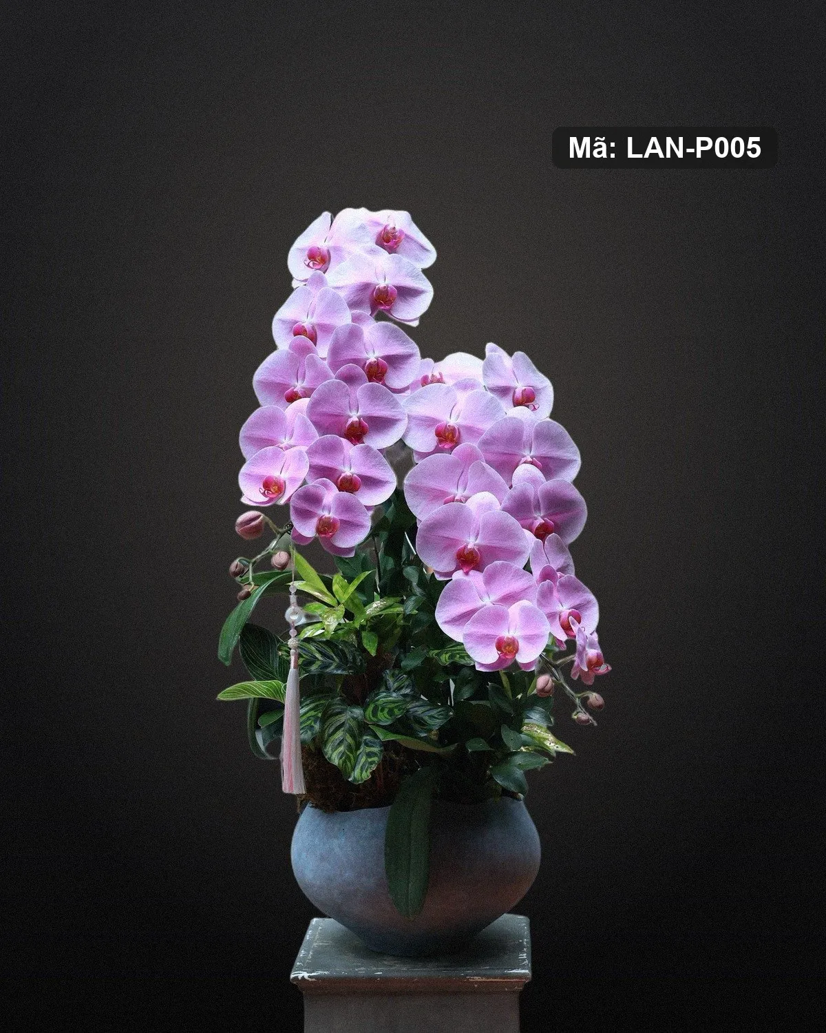 Chậu lan hồ điệp hồng tím — LAN-P005