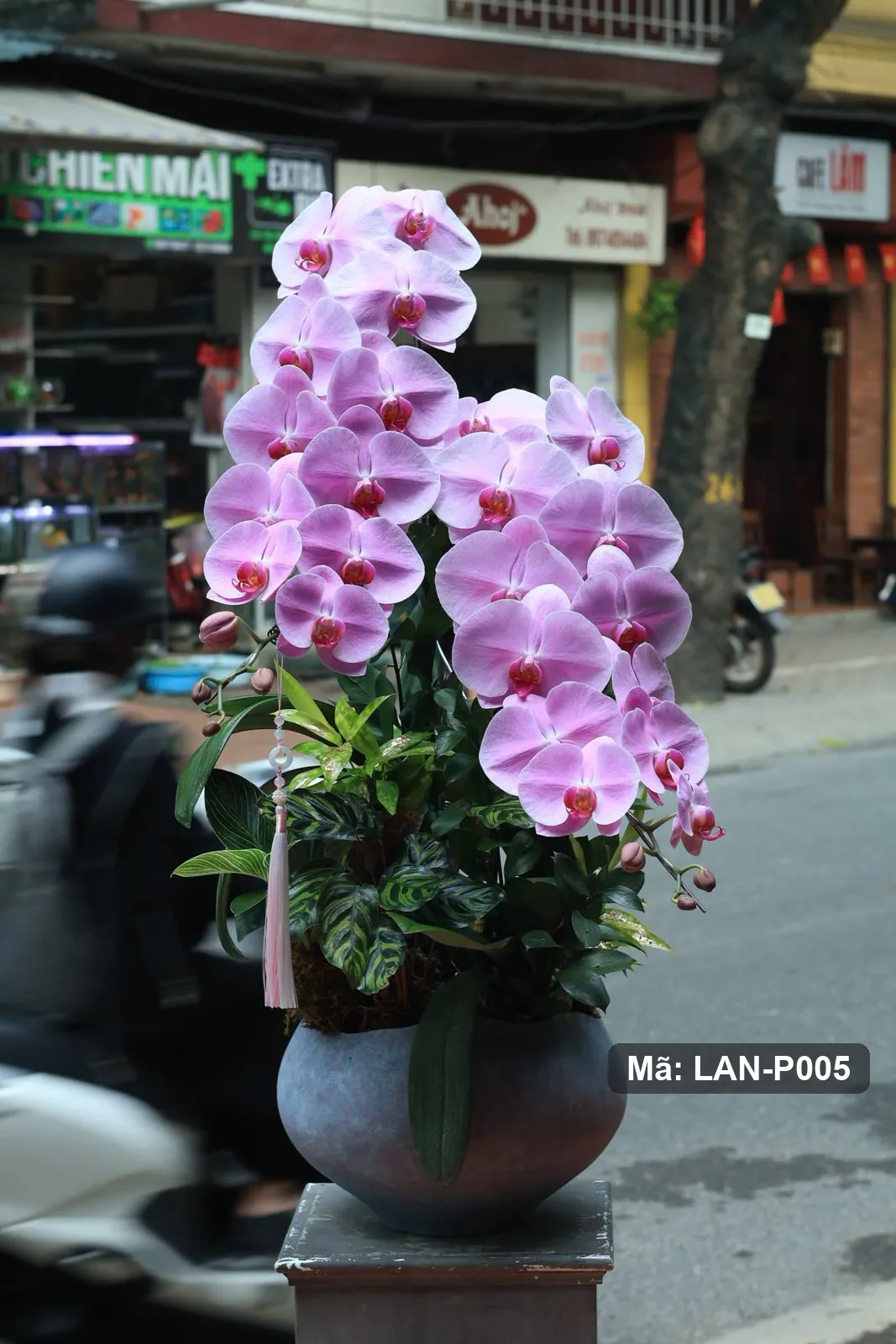 紫粉紅蝴蝶蘭盆栽 — LAN-P005 2