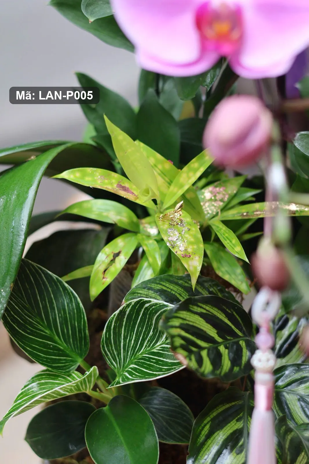 紫粉紅蝴蝶蘭盆栽 — LAN-P005 4