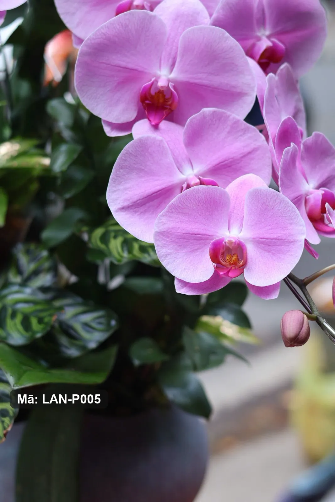 Chậu lan hồ điệp hồng tím — LAN-P005 - Thumbnail 5