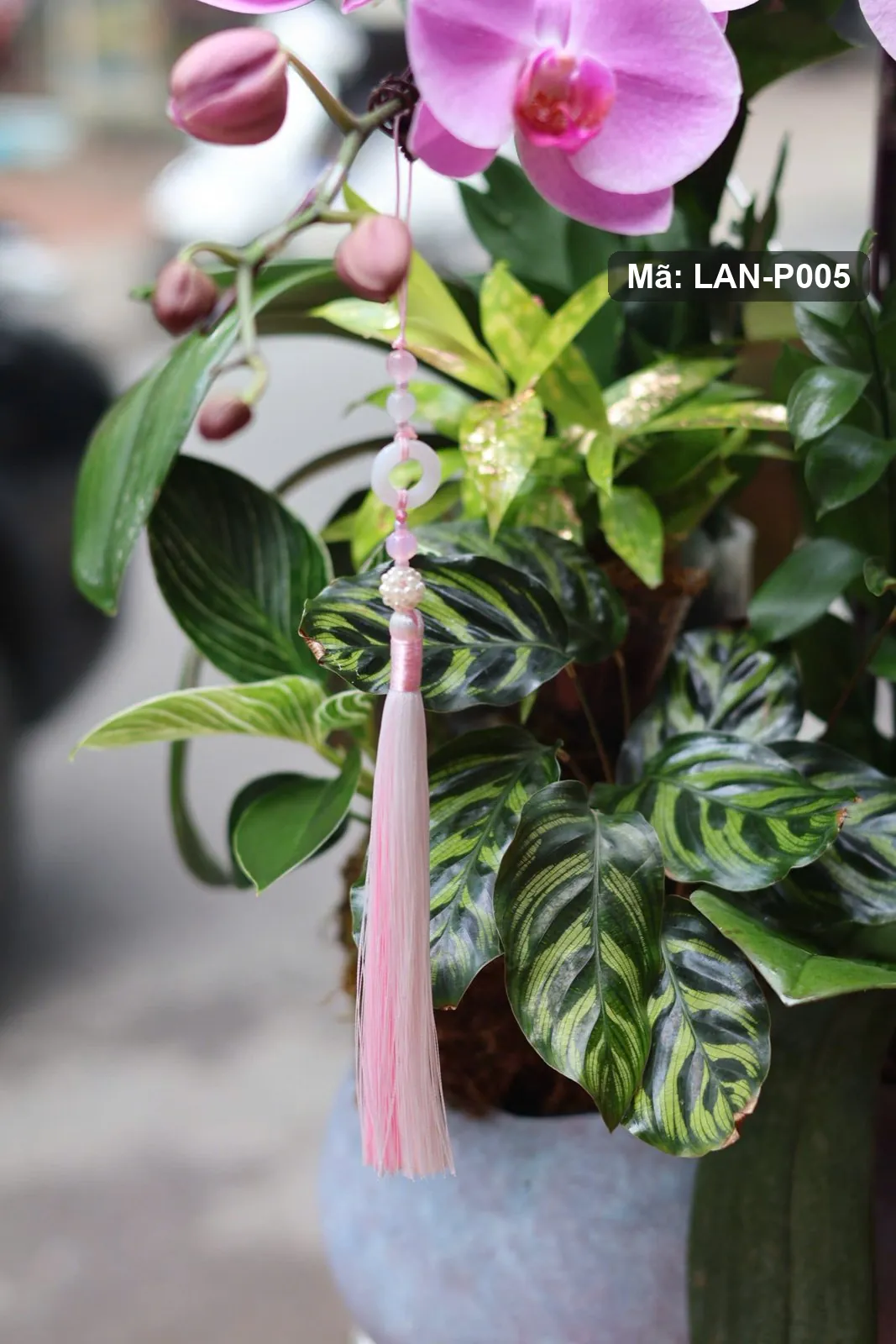 Chậu lan hồ điệp hồng tím — LAN-P005 - Thumbnail 6