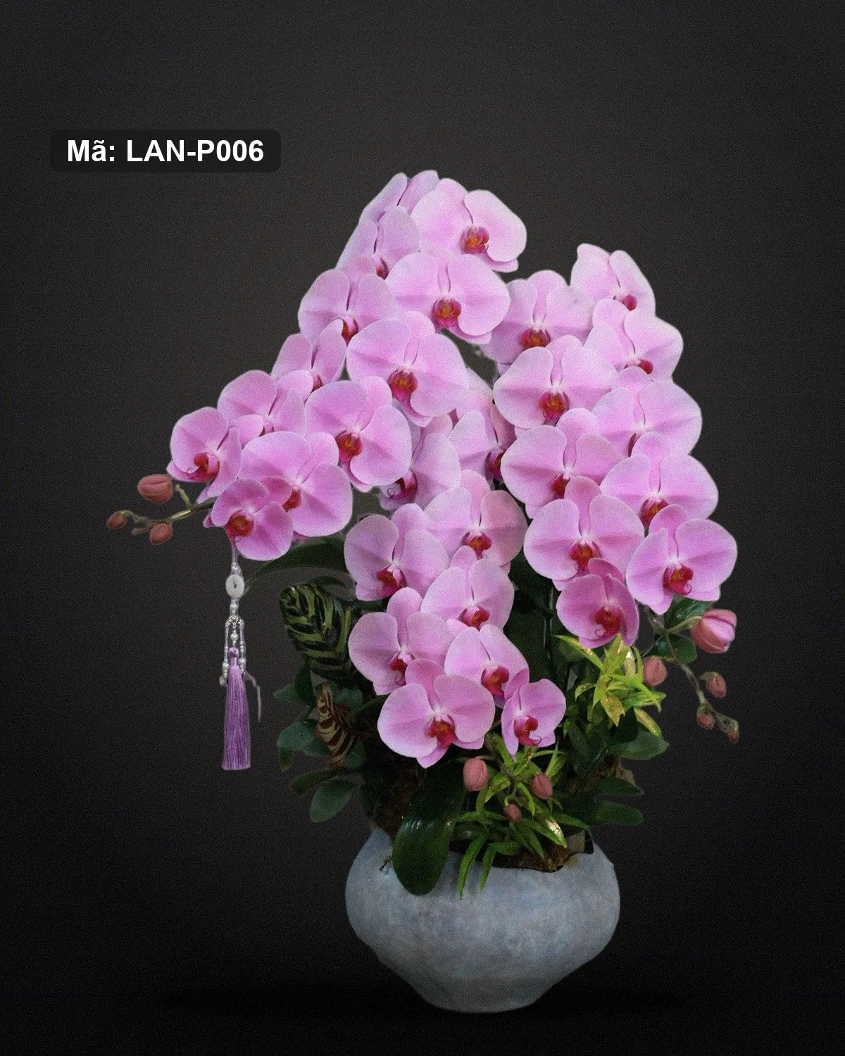 Chậu lan hồ điệp hồng — LAN-P006 - Ảnh 1