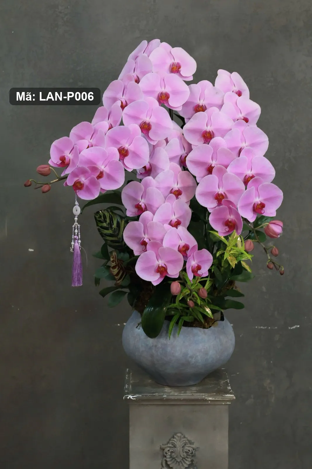 Pot bunga anggrek Phalaenopsis merah muda — LAN-P006 2