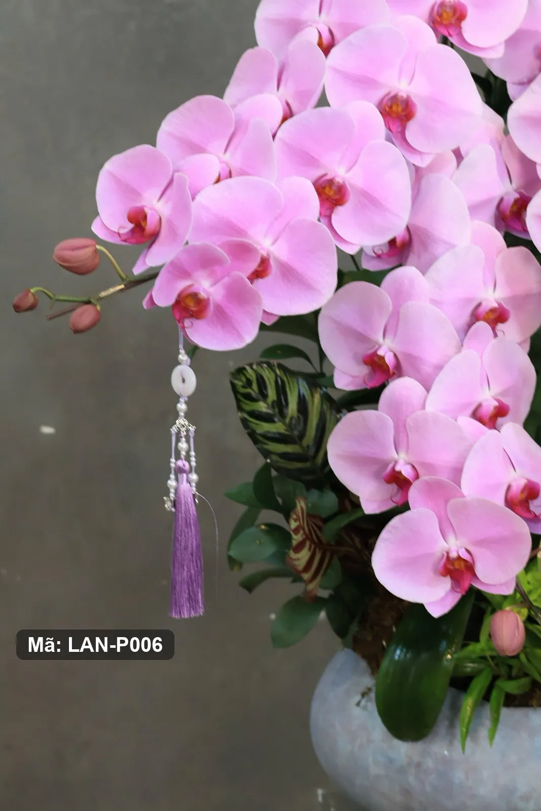 Chậu lan hồ điệp hồng — LAN-P006 - Thumbnail 3