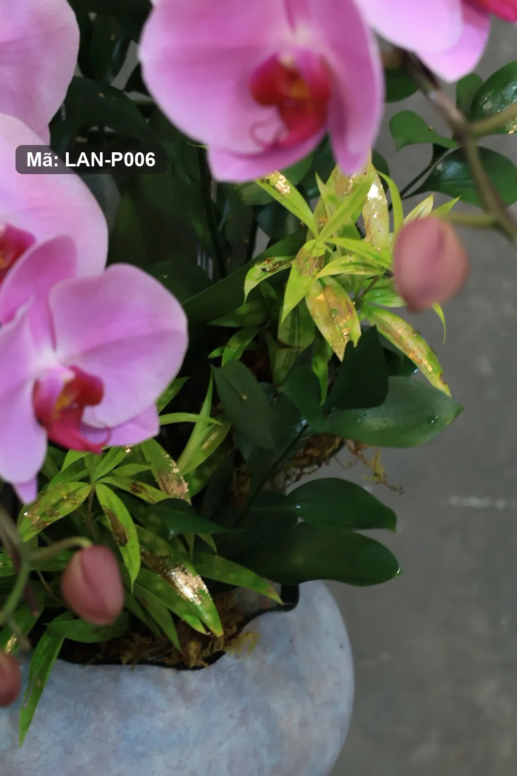 Chậu lan hồ điệp hồng — LAN-P006 - Thumbnail 4