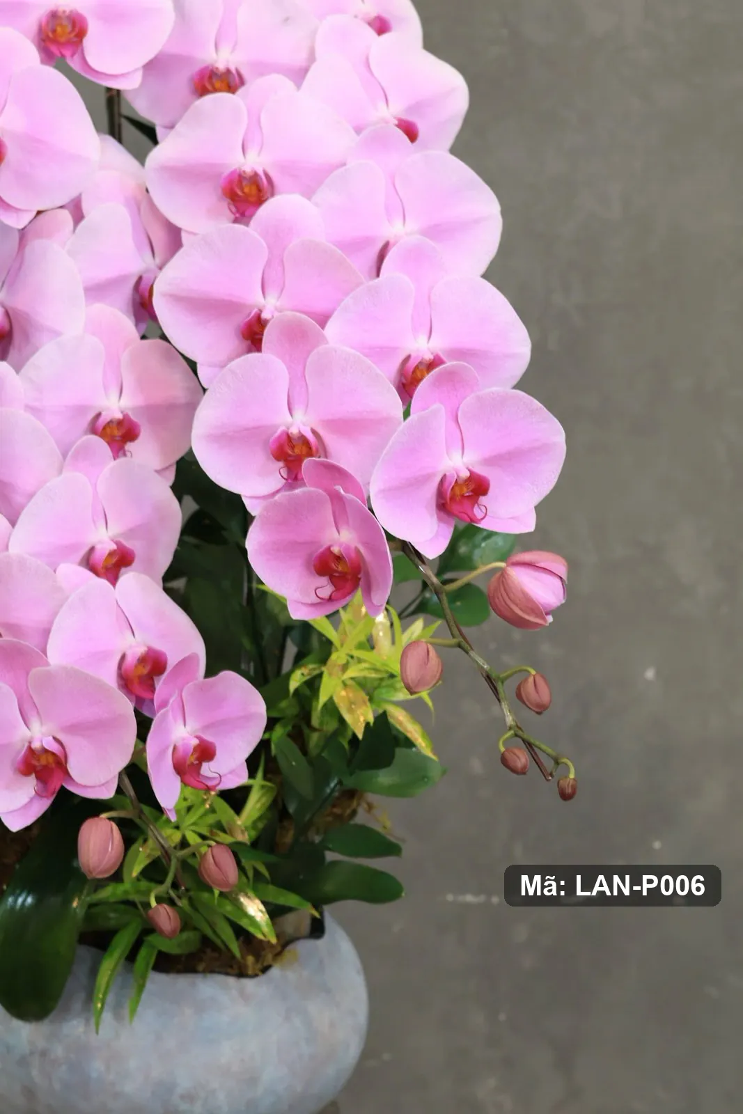 Pot bunga anggrek Phalaenopsis merah muda — LAN-P006 5