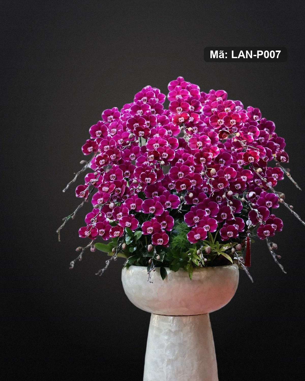 Chậu lan hồ điệp tím sen đậm — LAN-P007