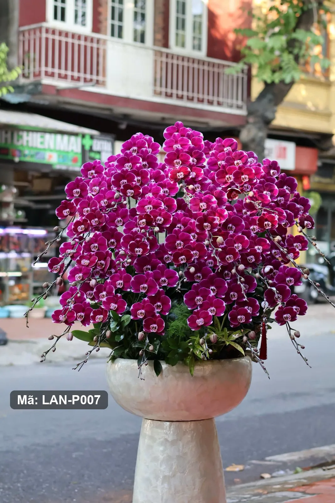 Chậu lan hồ điệp tím sen đậm — LAN-P007 — góc khác