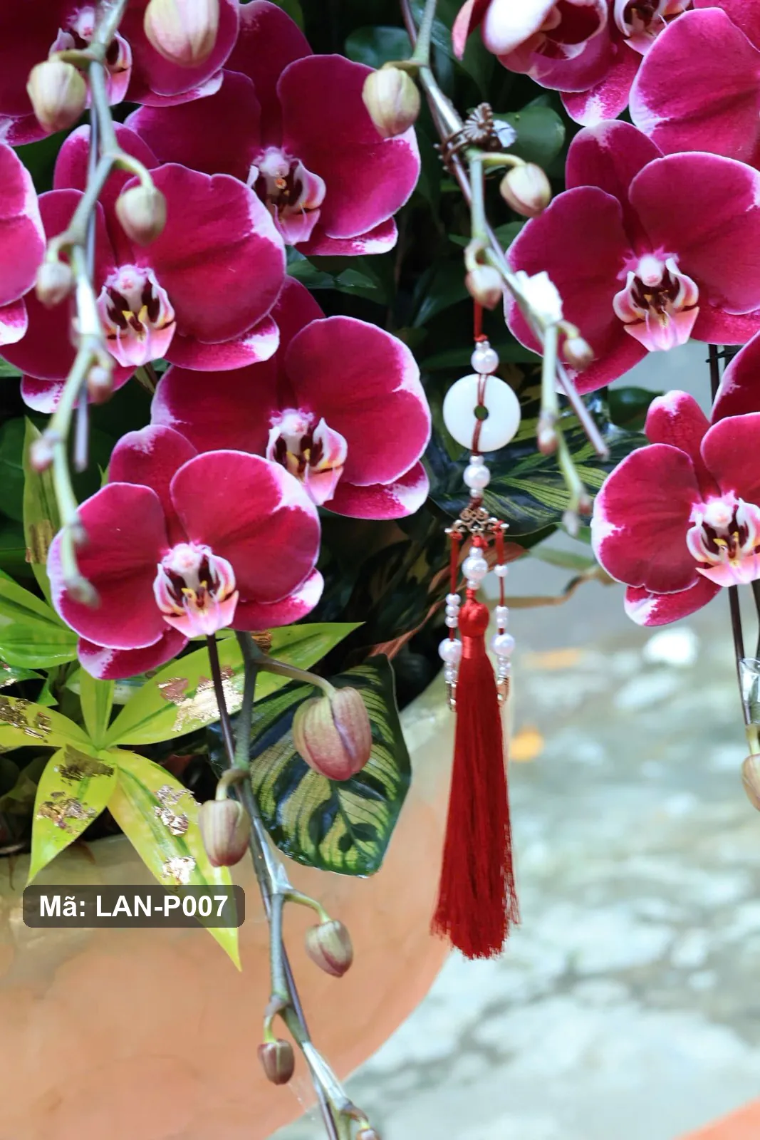 Chậu lan hồ điệp tím sen đậm — LAN-P007 - Thumbnail 3
