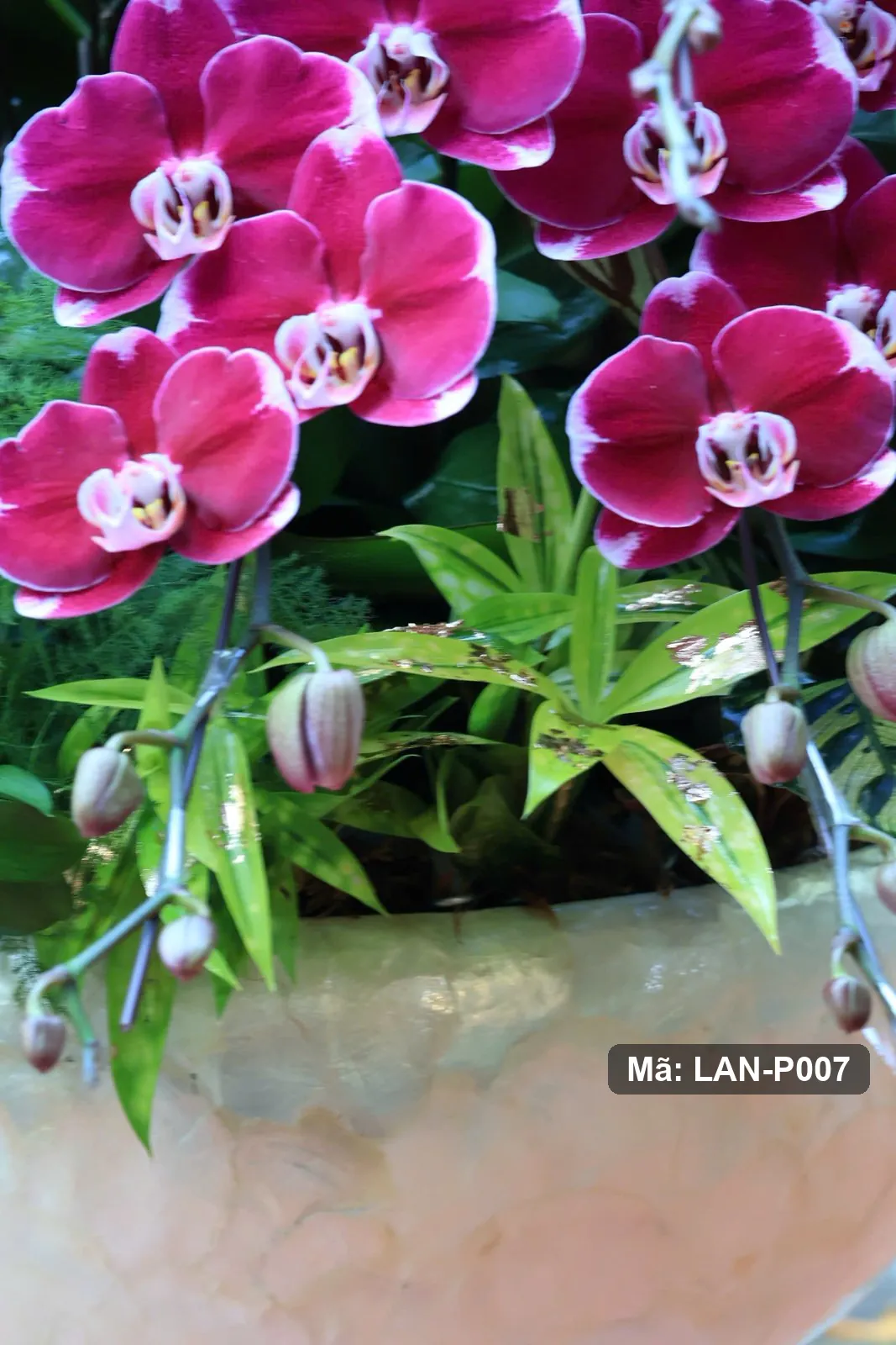 Pot anggrek Phalaenopsis ungu gelap — LAN-P007 4