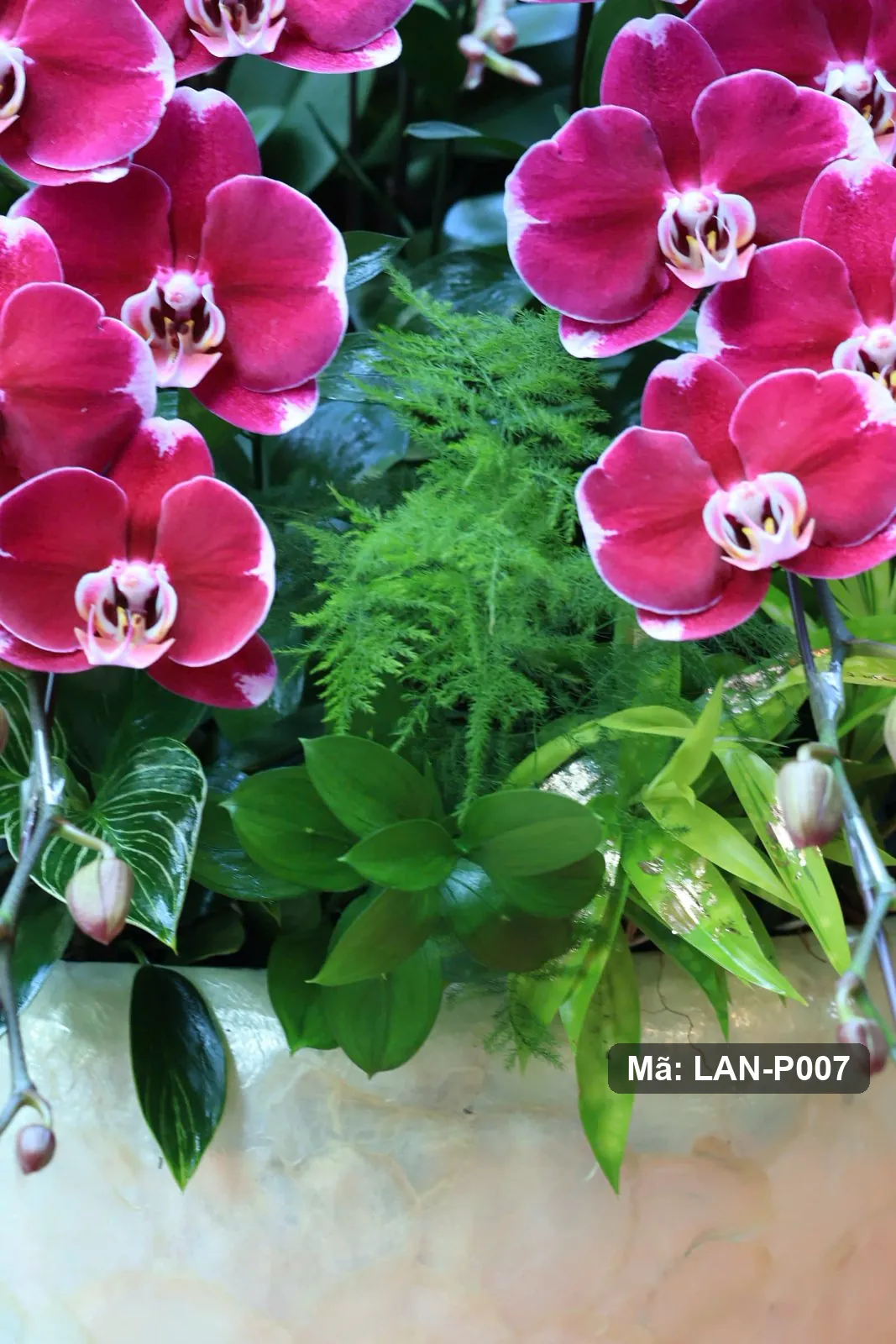 Chậu lan hồ điệp tím sen đậm — LAN-P007 - Thumbnail 5