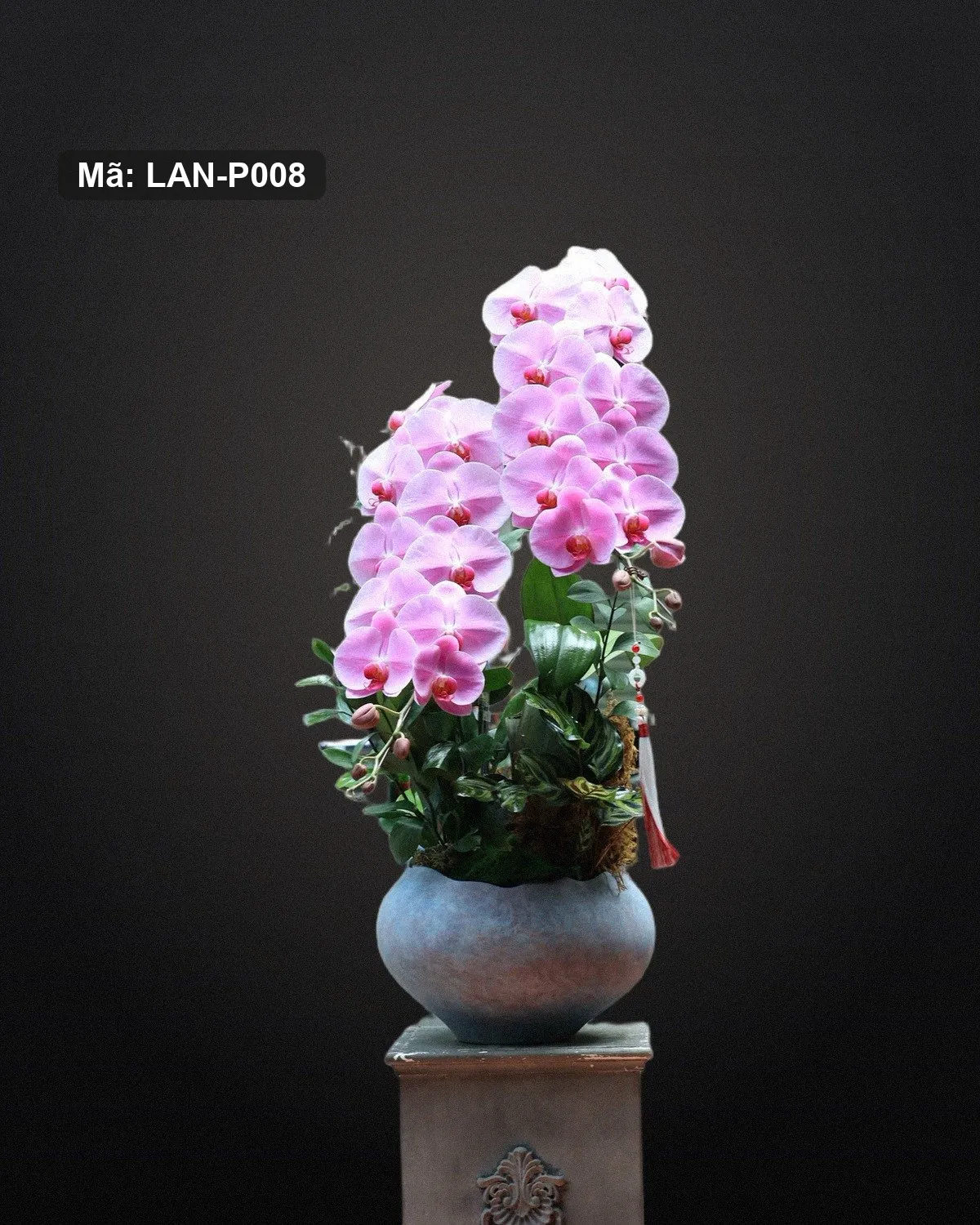 Chậu lan hồ điệp hồng — LAN-P008 - Ảnh 1