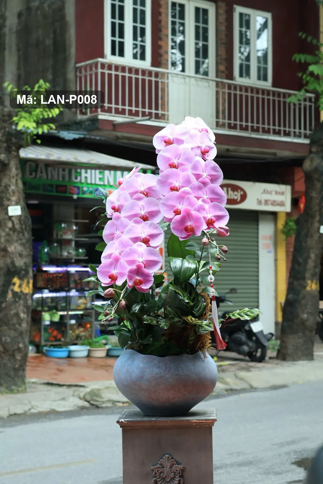 Chậu lan hồ điệp hồng — LAN-P008 - Thumbnail 2