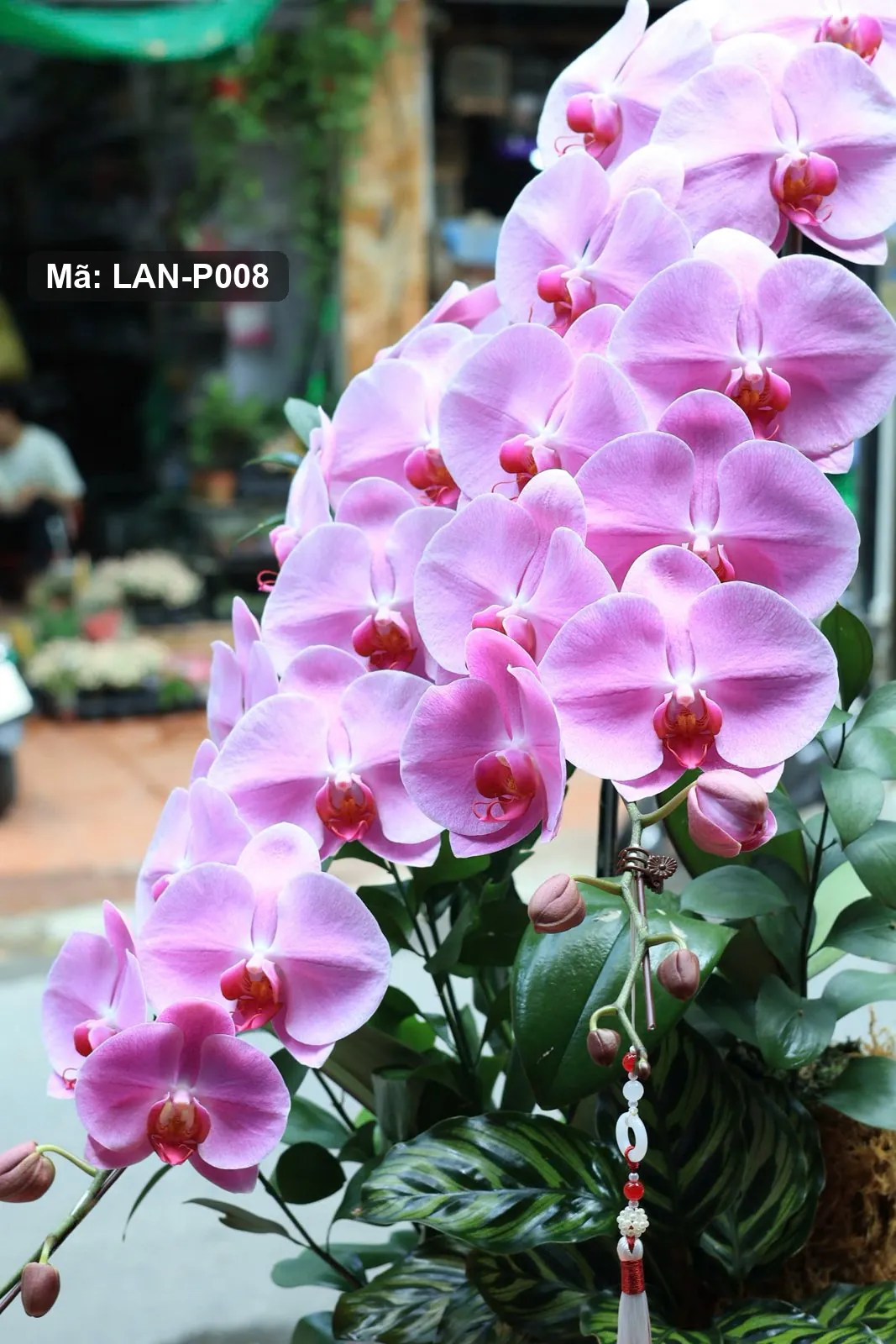 Anggrek phalaenopsis merah muda dalam pot — LAN-P008 3