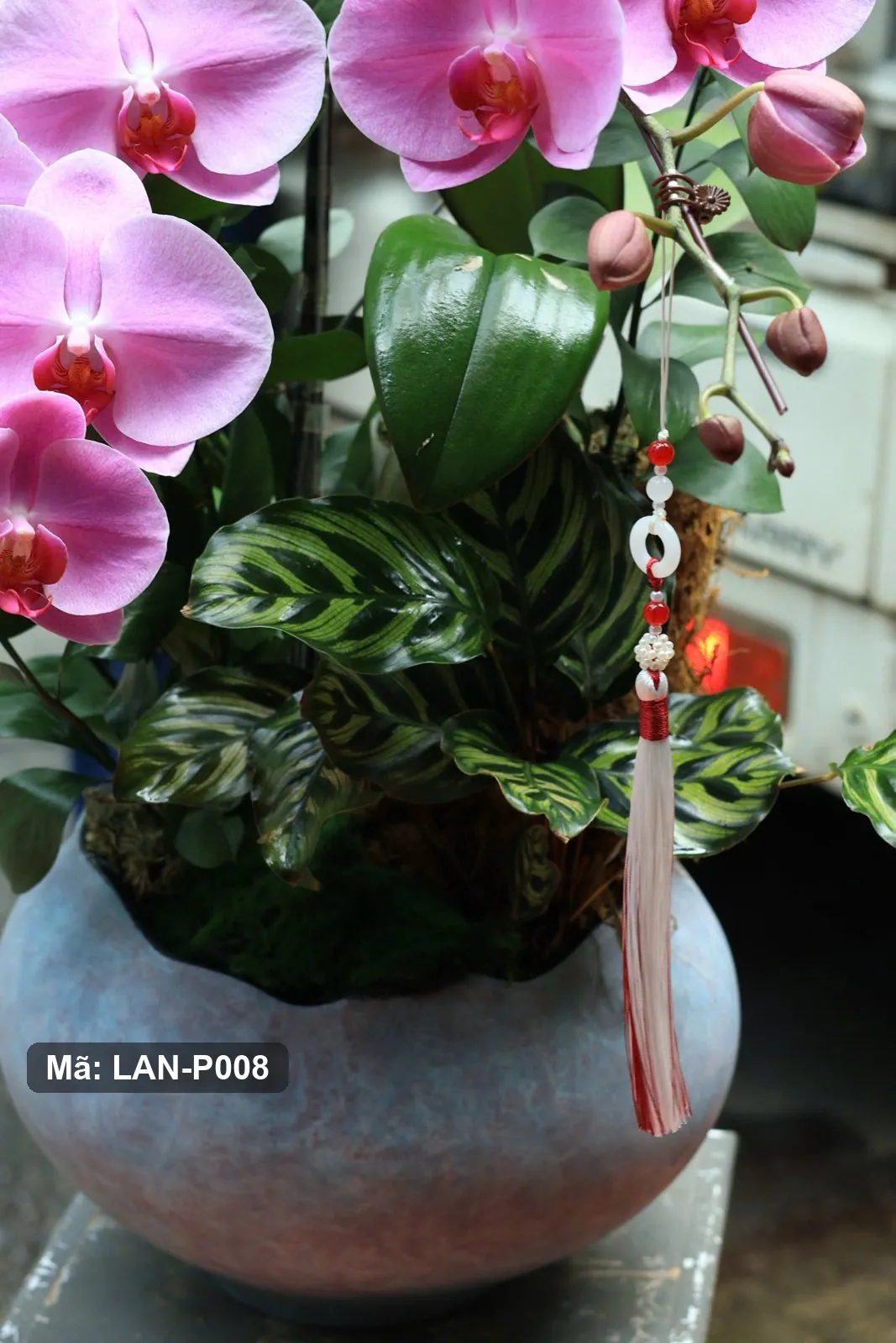 Chậu lan hồ điệp hồng — LAN-P008 - Thumbnail 4