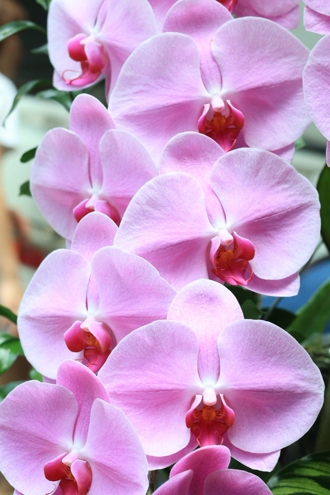 Anggrek phalaenopsis merah muda dalam pot — LAN-P008 5