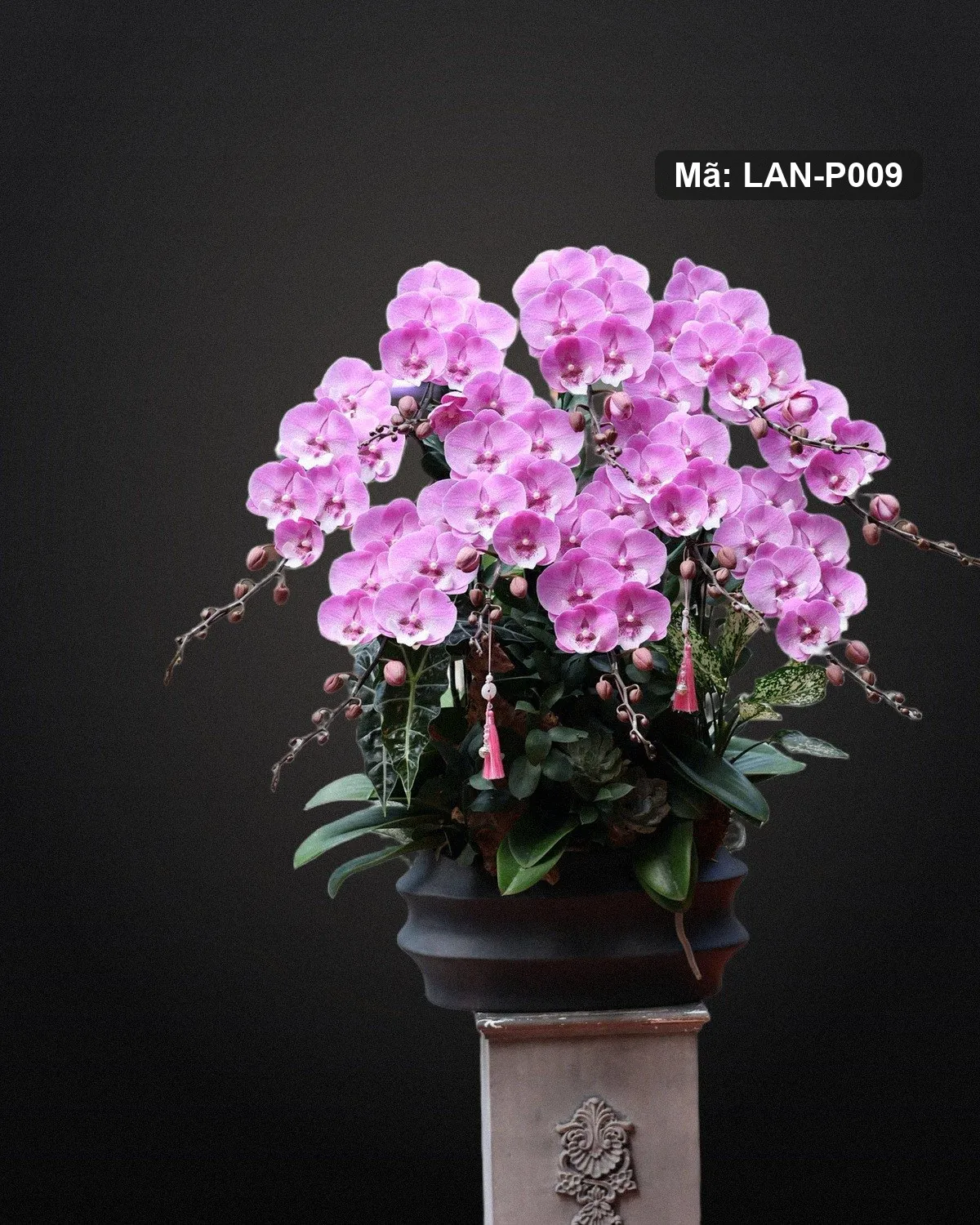 Chậu lan hồ điệp hồng — LAN-P009