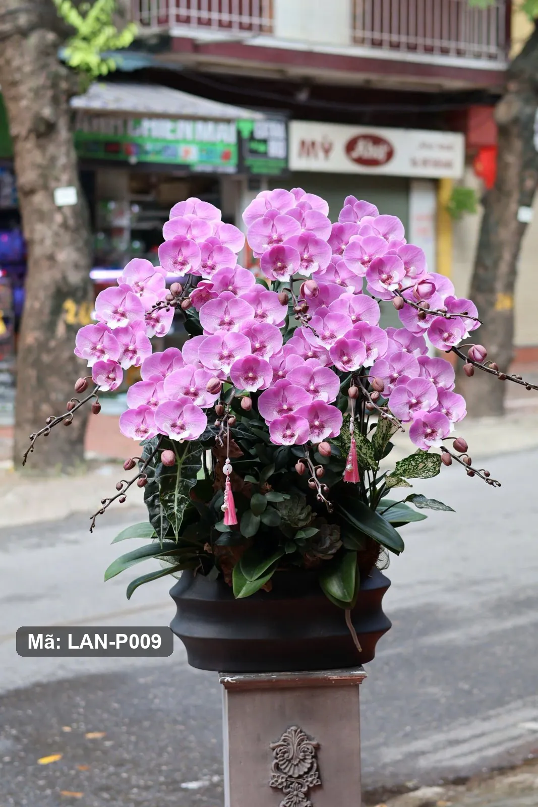 Chậu lan hồ điệp hồng — LAN-P009 — góc khác