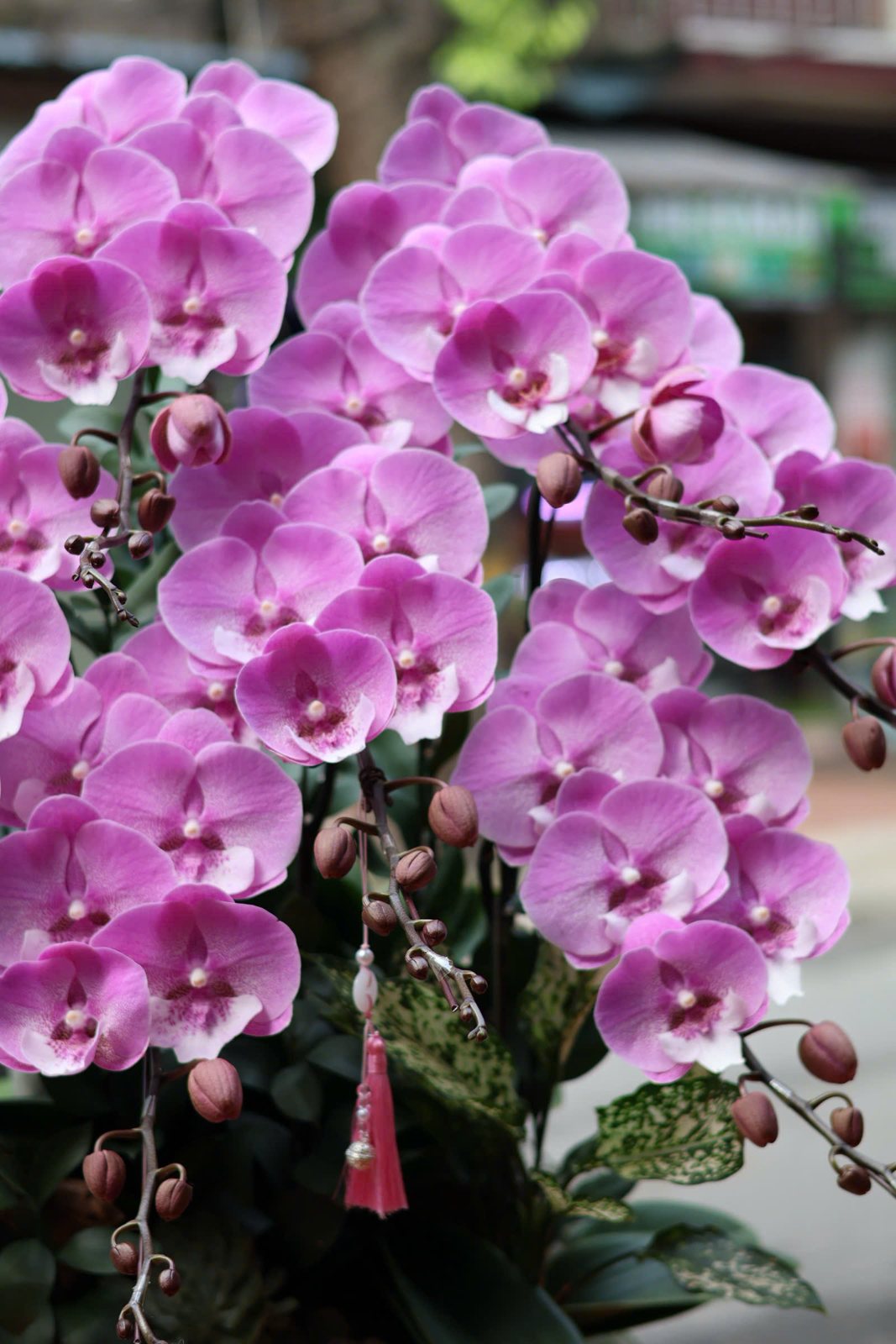 Anggrek Phalaenopsis merah muda dalam pot — LAN-P009 3