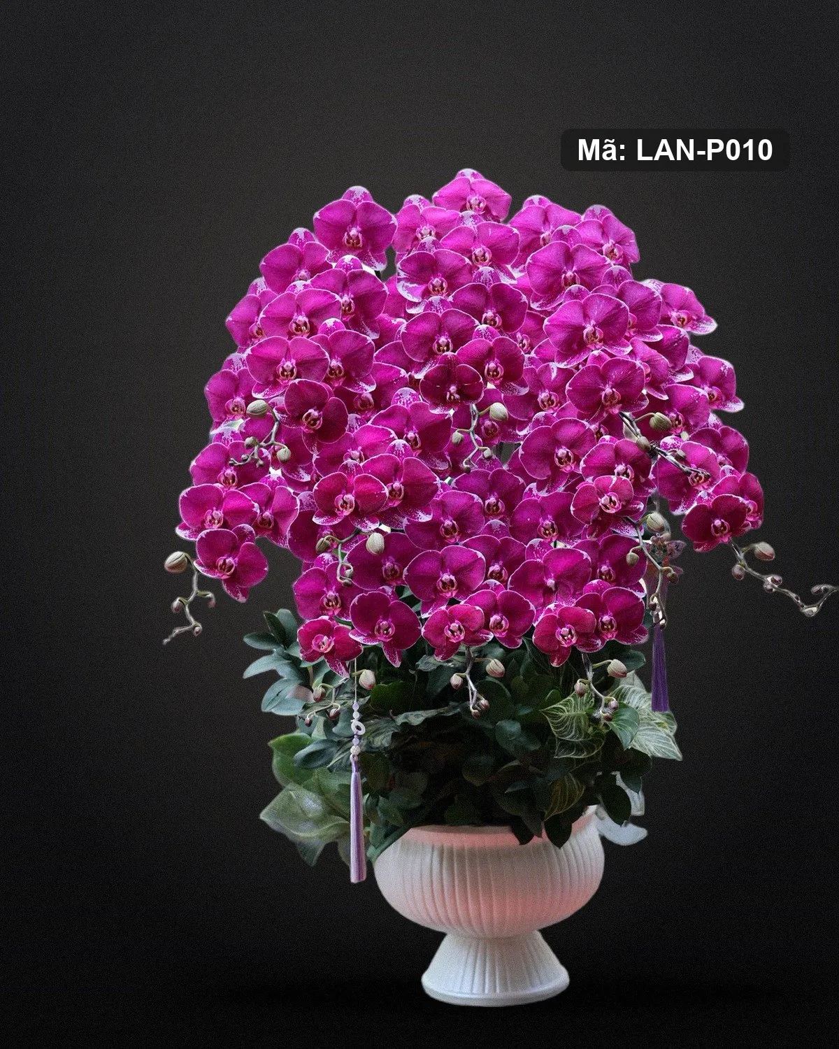 Chậu lan hồ điệp hồng sen đậm — LAN-P010