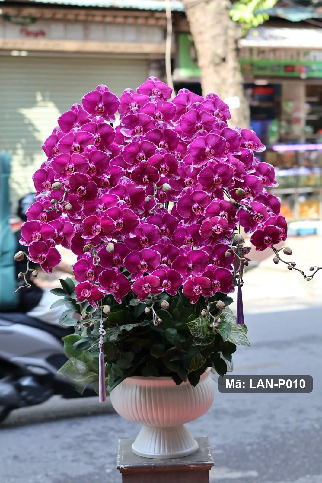 Chậu lan hồ điệp hồng sen đậm — LAN-P010 — góc khác