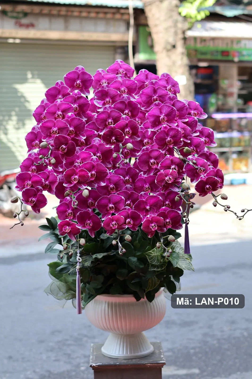 Chậu lan hồ điệp hồng sen đậm — LAN-P010 - Thumbnail 4