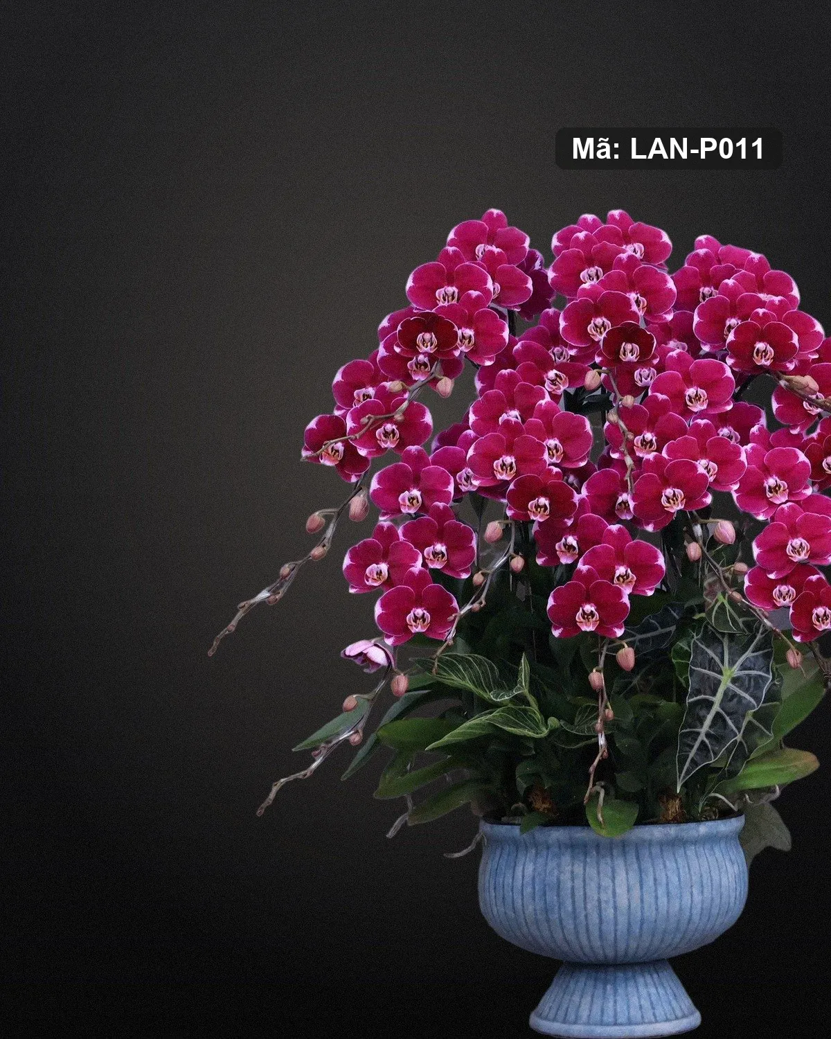 Chậu lan hồ điệp đỏ tím — LAN-P011