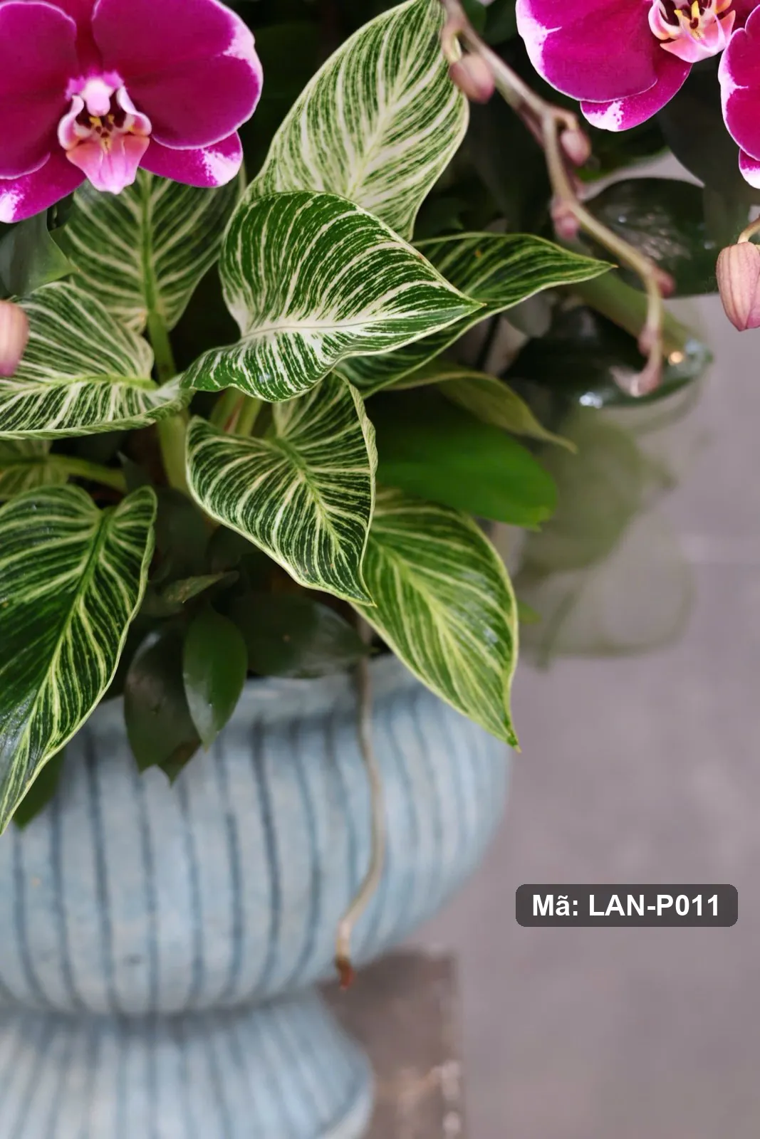 Pot bunga anggrek Phalaenopsis merah-ungu — LAN-P011 3